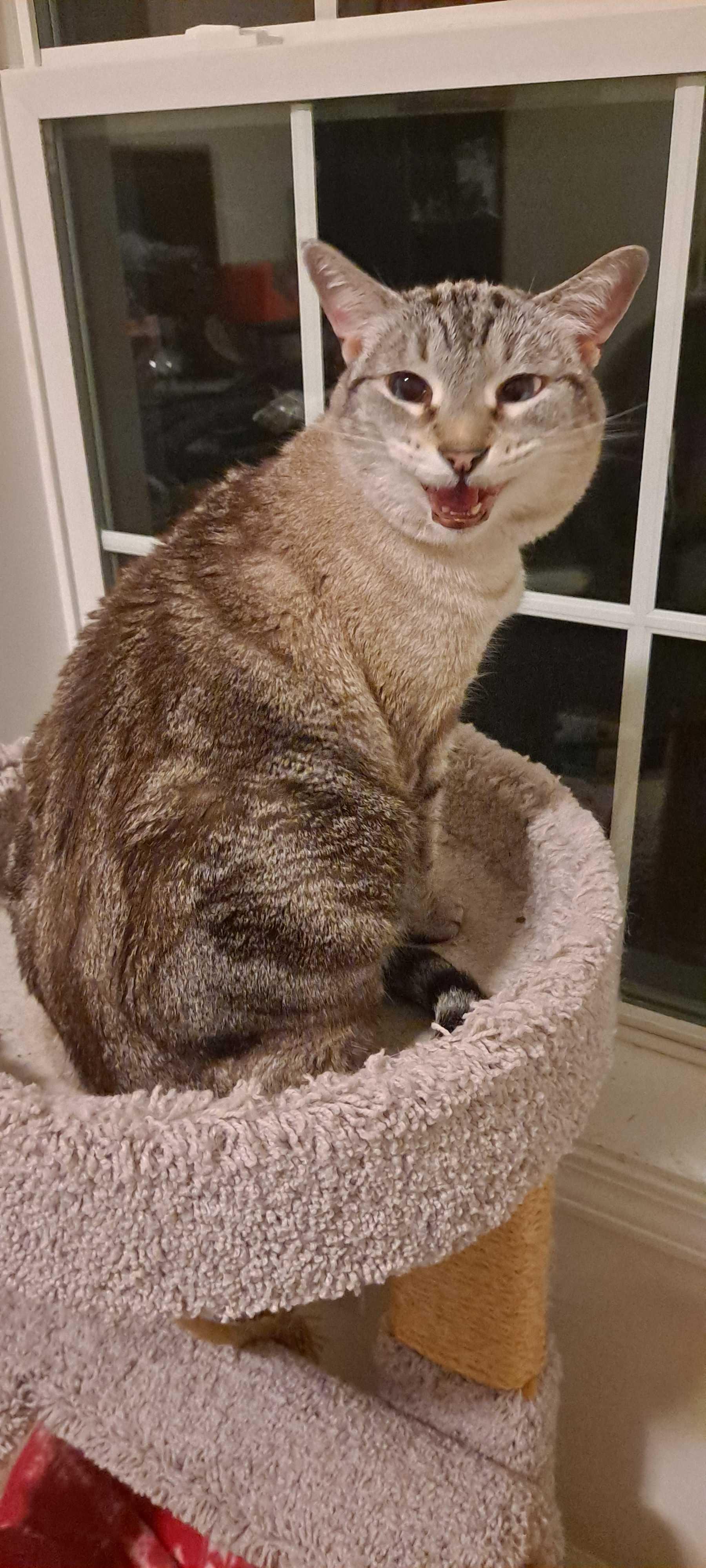 Enlarge Noel, a ADOPTABLE mixed breed in Mayfield, NY image 4/5