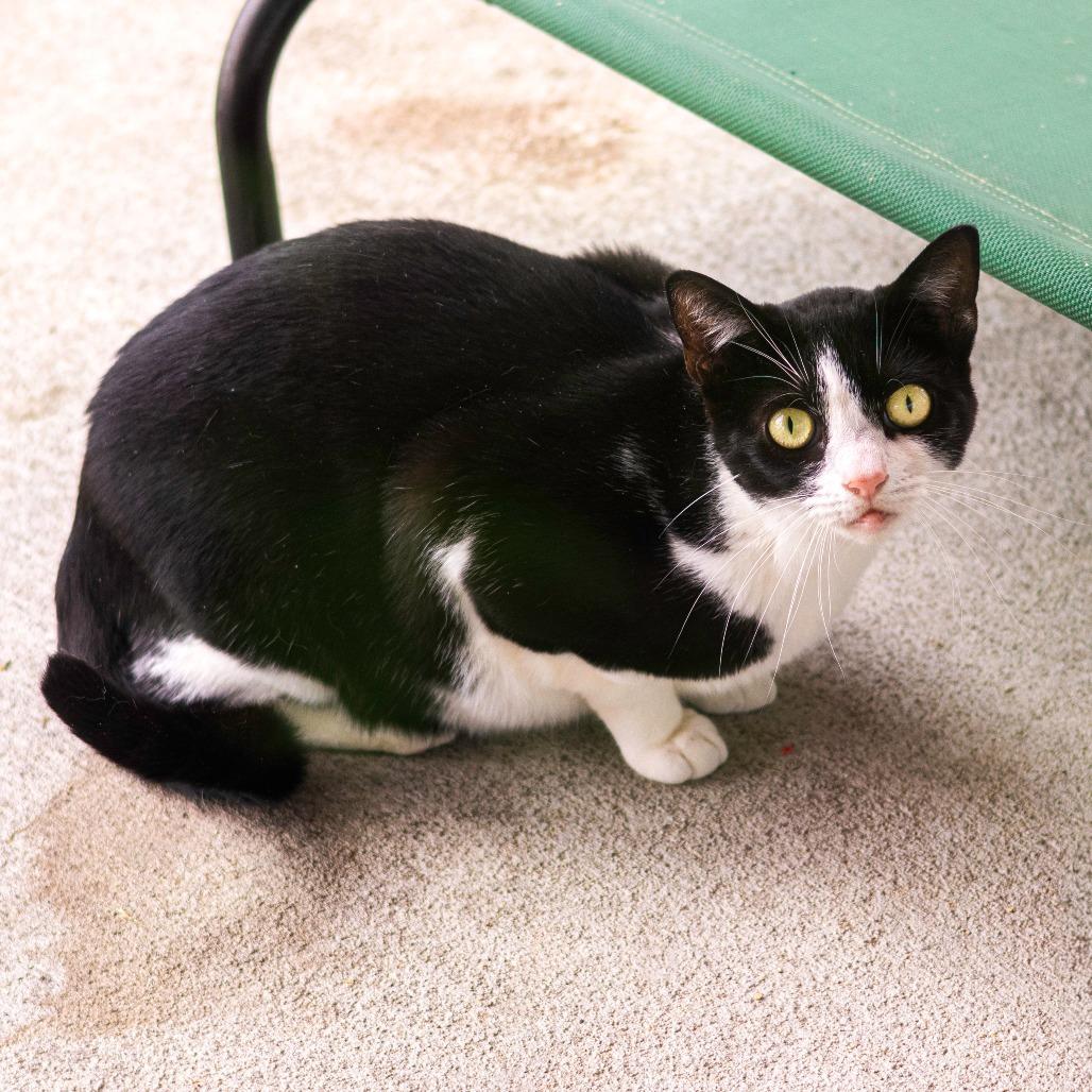 Bean, Adoptable, Adult Female Domestic Short Hair.