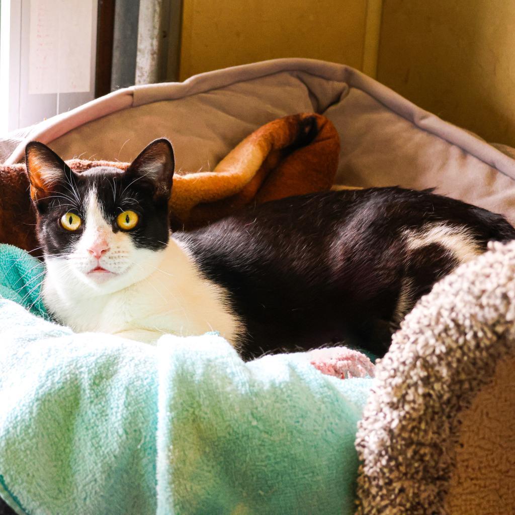 Enlarge Bean, a Adoptable Domestic Short Hair in Newark, DE image 2/6