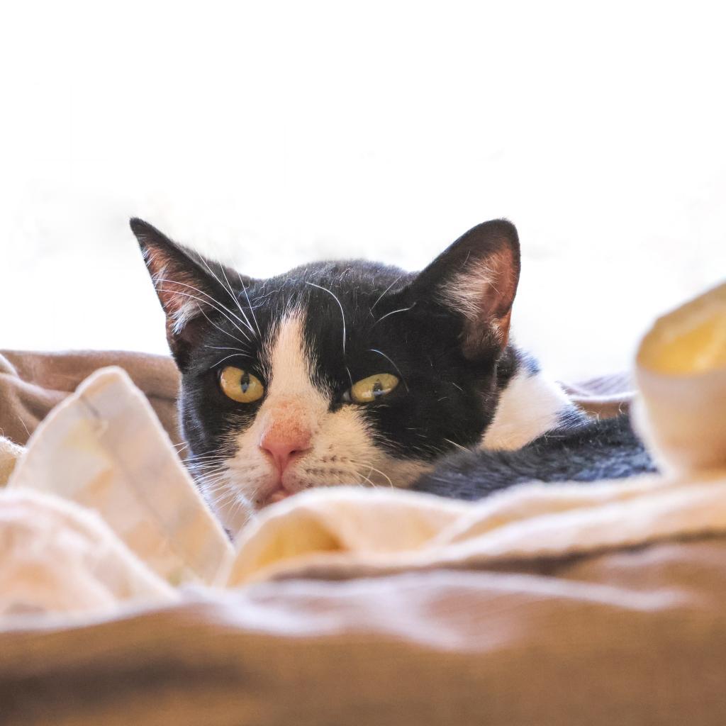 Enlarge Bean, a Adoptable Domestic Short Hair in Newark, DE image 5/6