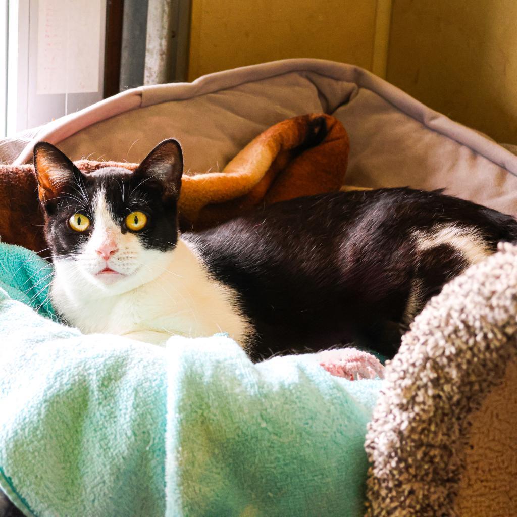 Enlarge Bean, a Adoptable Domestic Short Hair in Newark, DE image 6/6