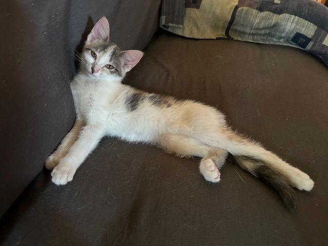 Iris, Adoptable, Young Female Domestic Short Hair.