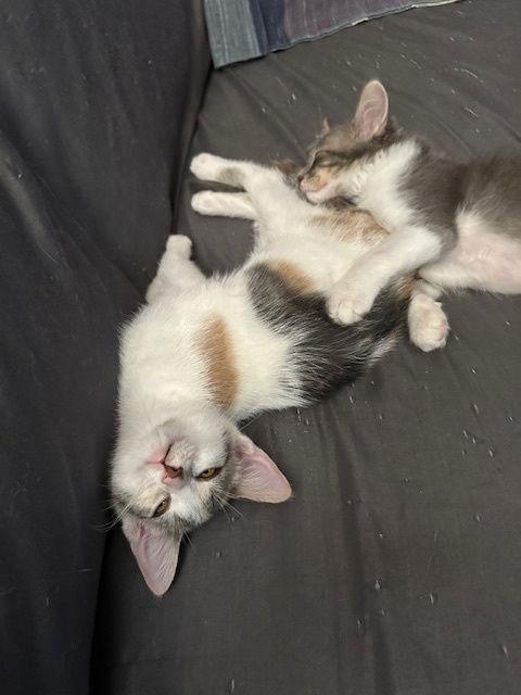 Enlarge Iris, a Adoptable Domestic Short Hair in Kohler, WI image 3/3