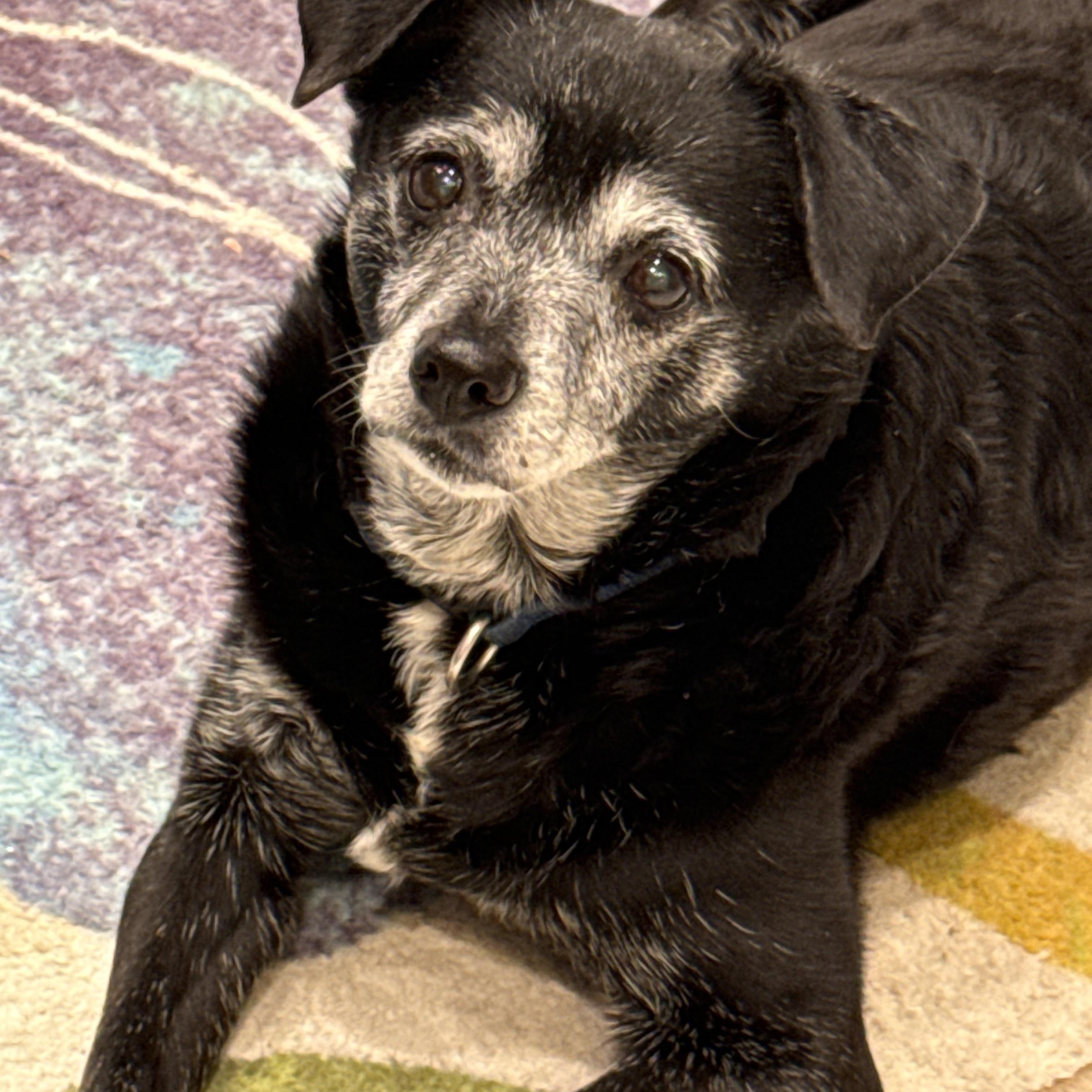 Sadie, ADOPTABLE, Adult Female Mixed Breed.
