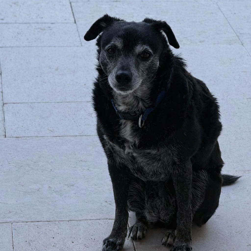 Sadie, a ADOPTABLE mixed breed in Bradenton, FL image 2/2