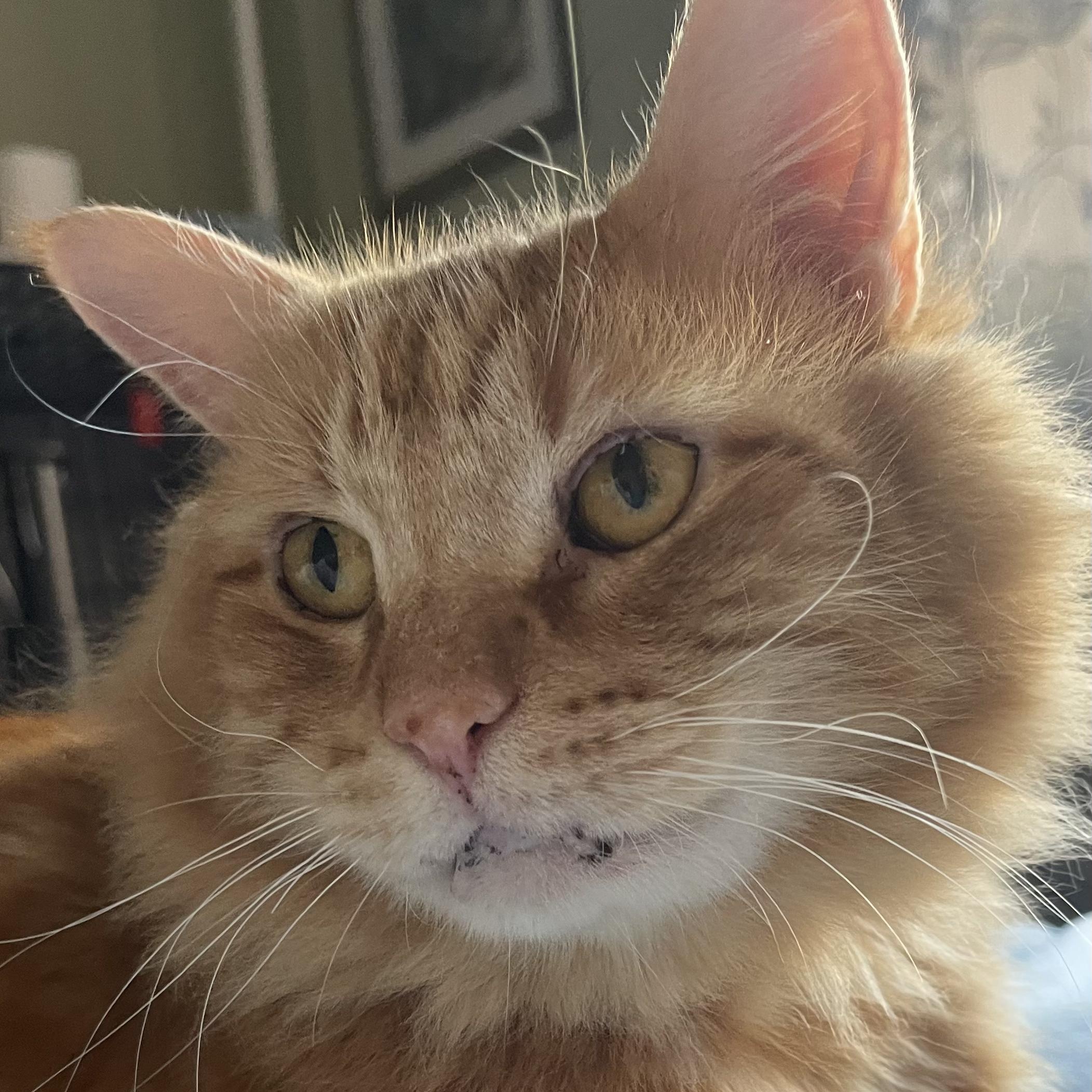 Enlarge Mannix, a ADOPTABLE Domestic Long Hair in New york, NY image 3/5