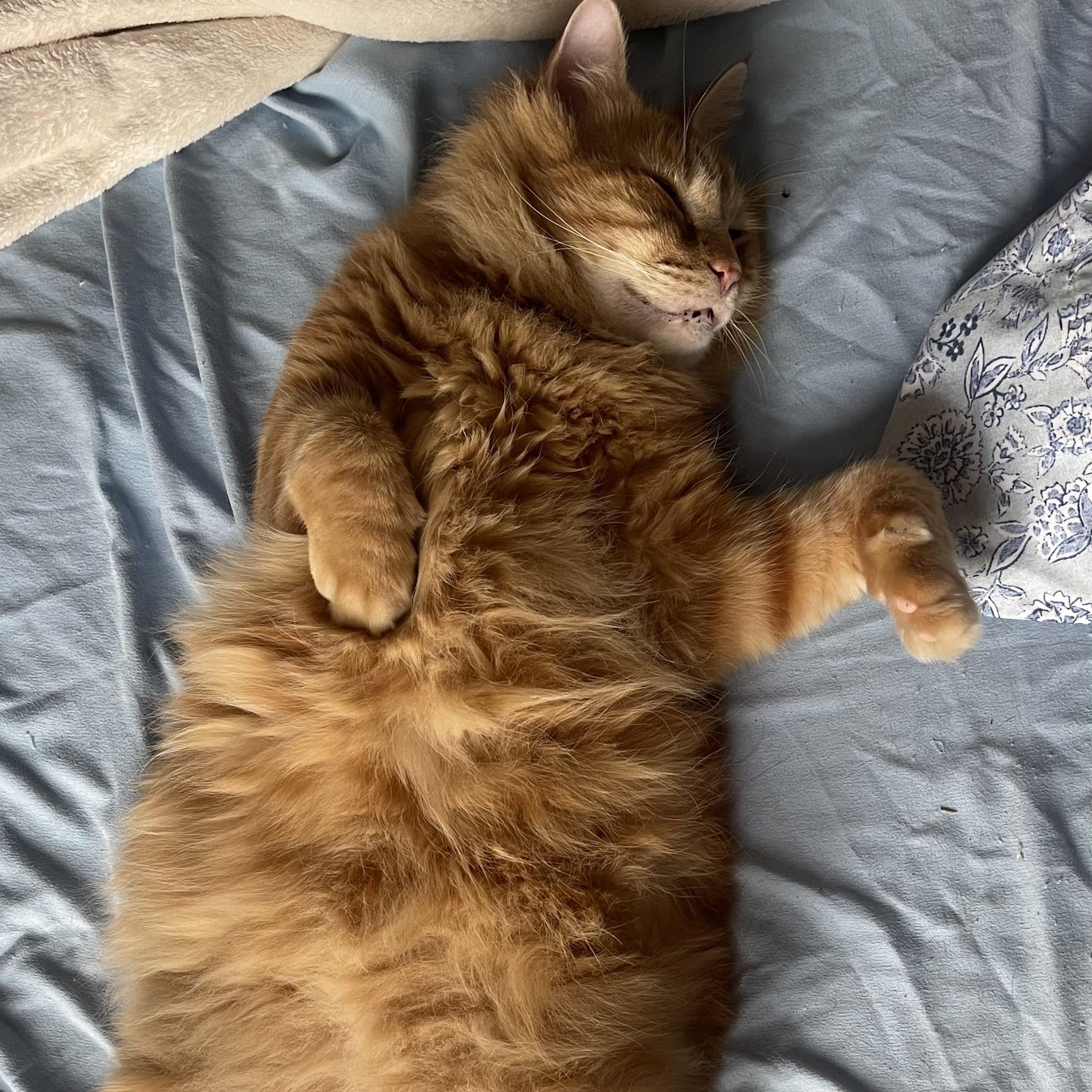 Enlarge Mannix, a ADOPTABLE Domestic Long Hair in New york, NY image 5/5