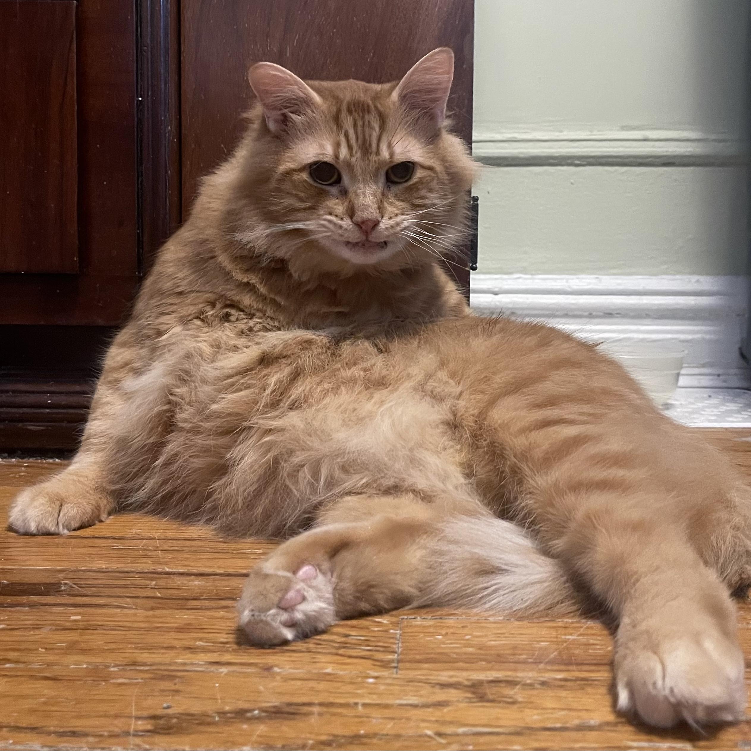 Enlarge Mannix, a ADOPTABLE Domestic Long Hair in New york, NY image 2/5