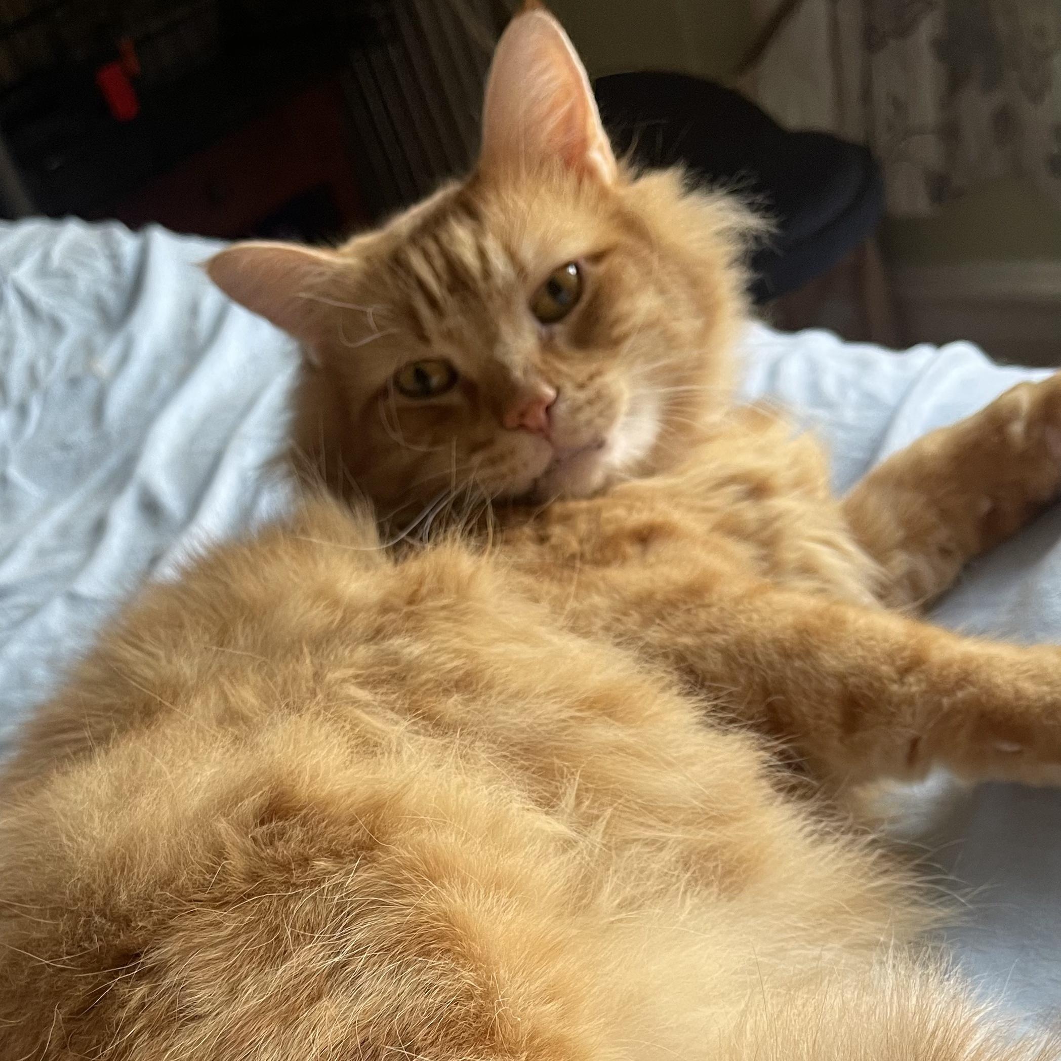 Enlarge Mannix, a ADOPTABLE Domestic Long Hair in New york, NY image 4/5