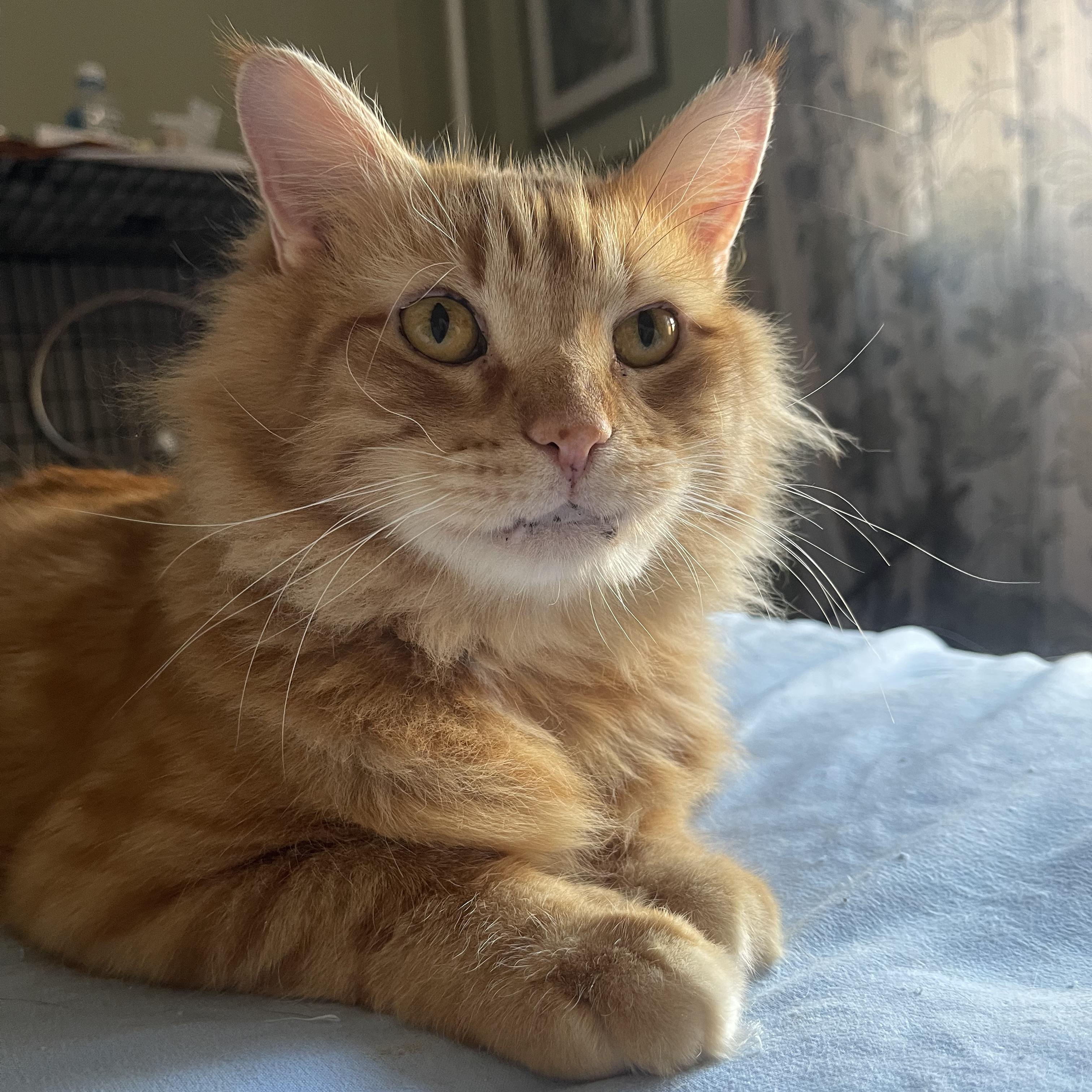 Enlarge Mannix, a ADOPTABLE Domestic Long Hair in New york, NY image 1/5