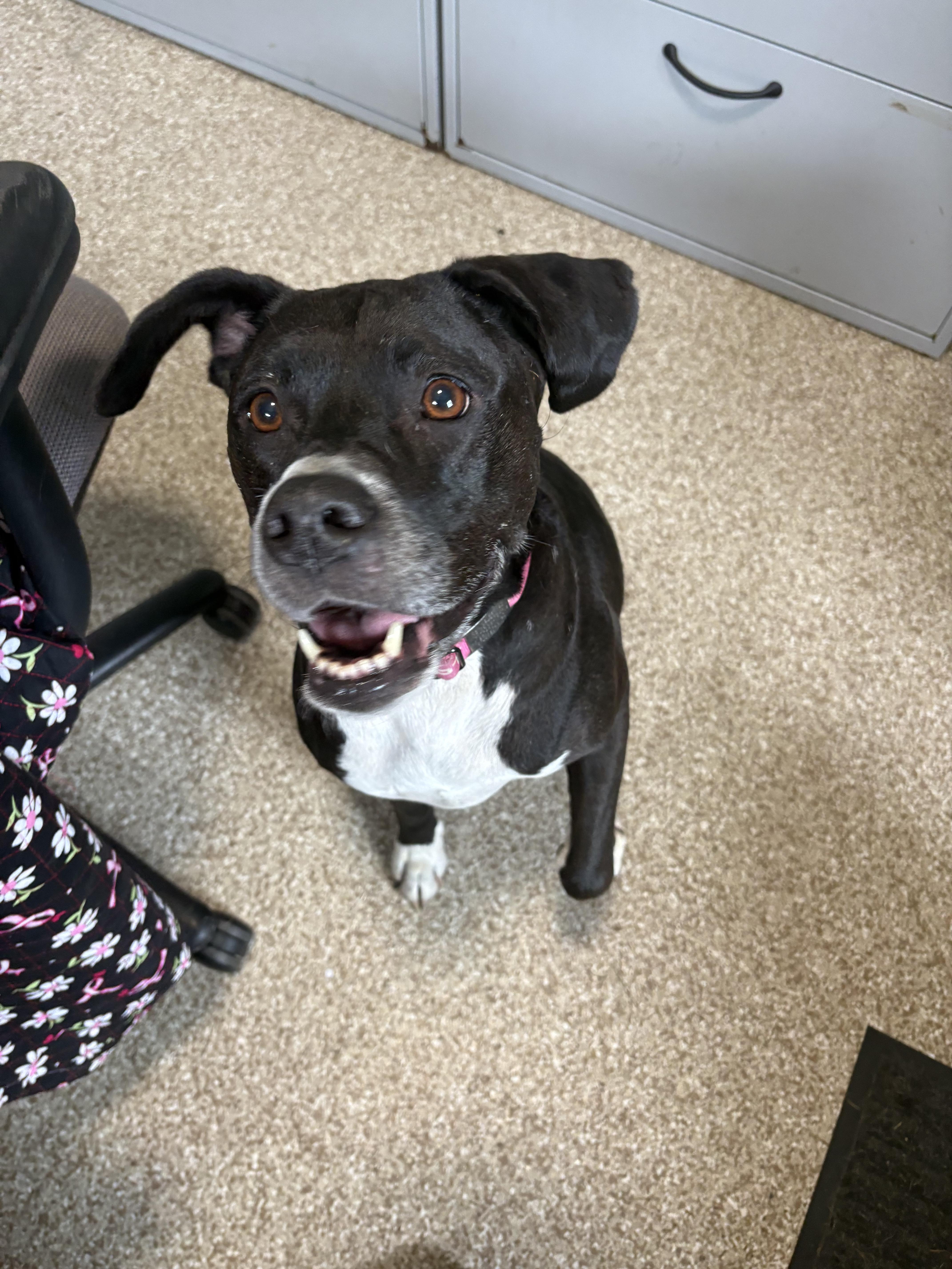 Bella, Adoptable, Adult Female Pit Bull Terrier.