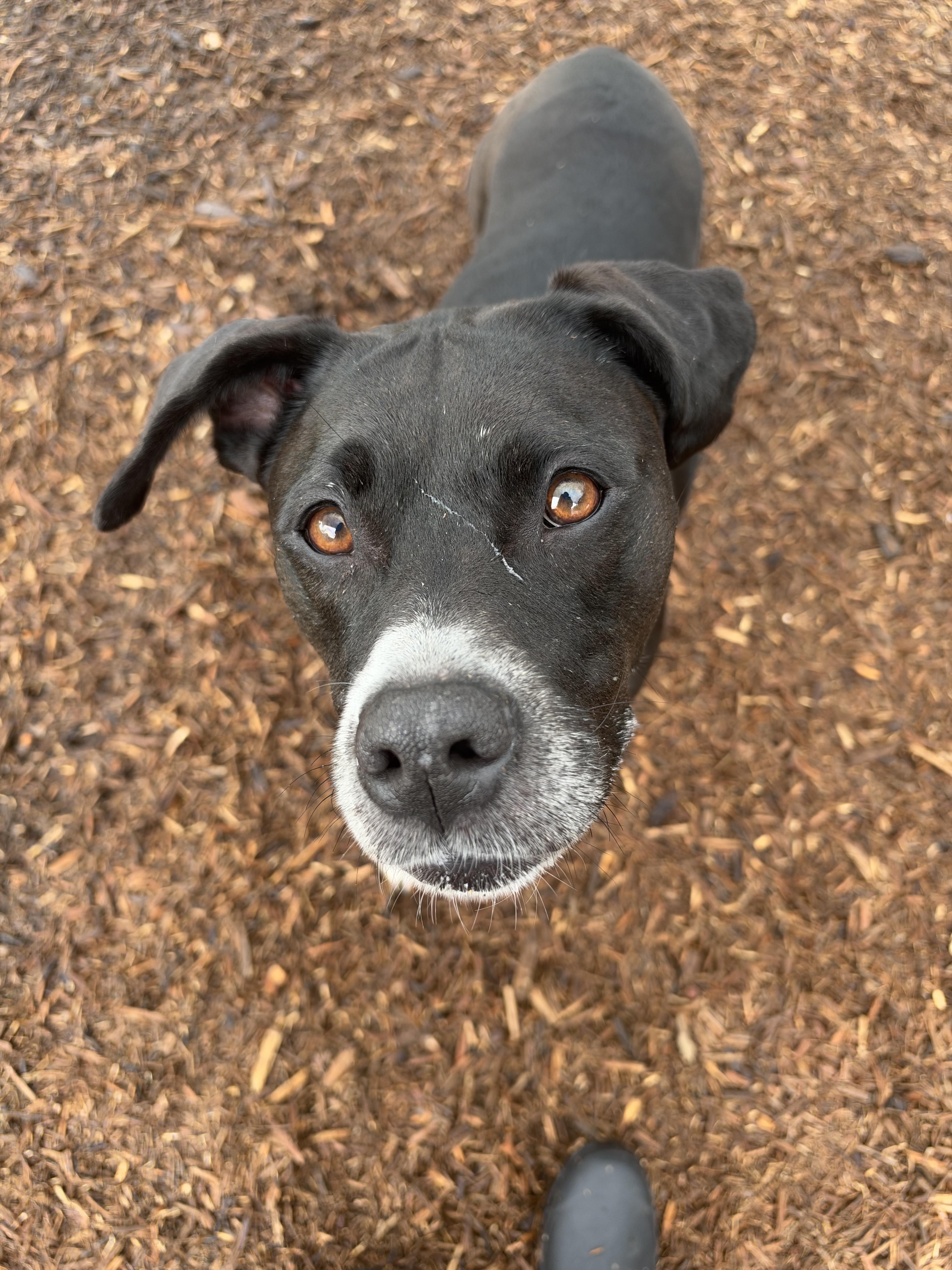 Enlarge Bella, a Adoptable mixed breed in Dillsburg, PA image 2/4