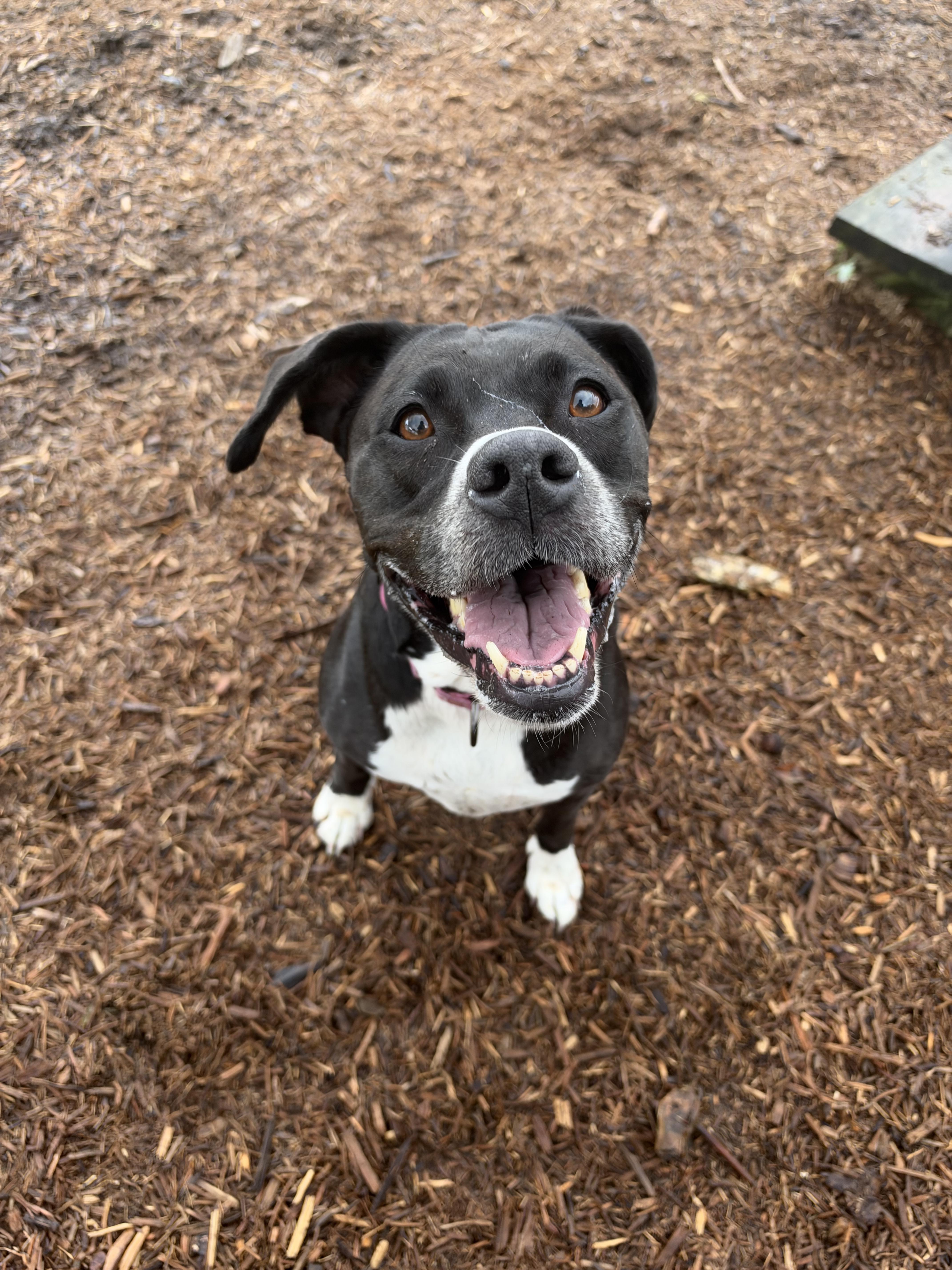 Enlarge Bella, a Adoptable mixed breed in Dillsburg, PA image 3/4