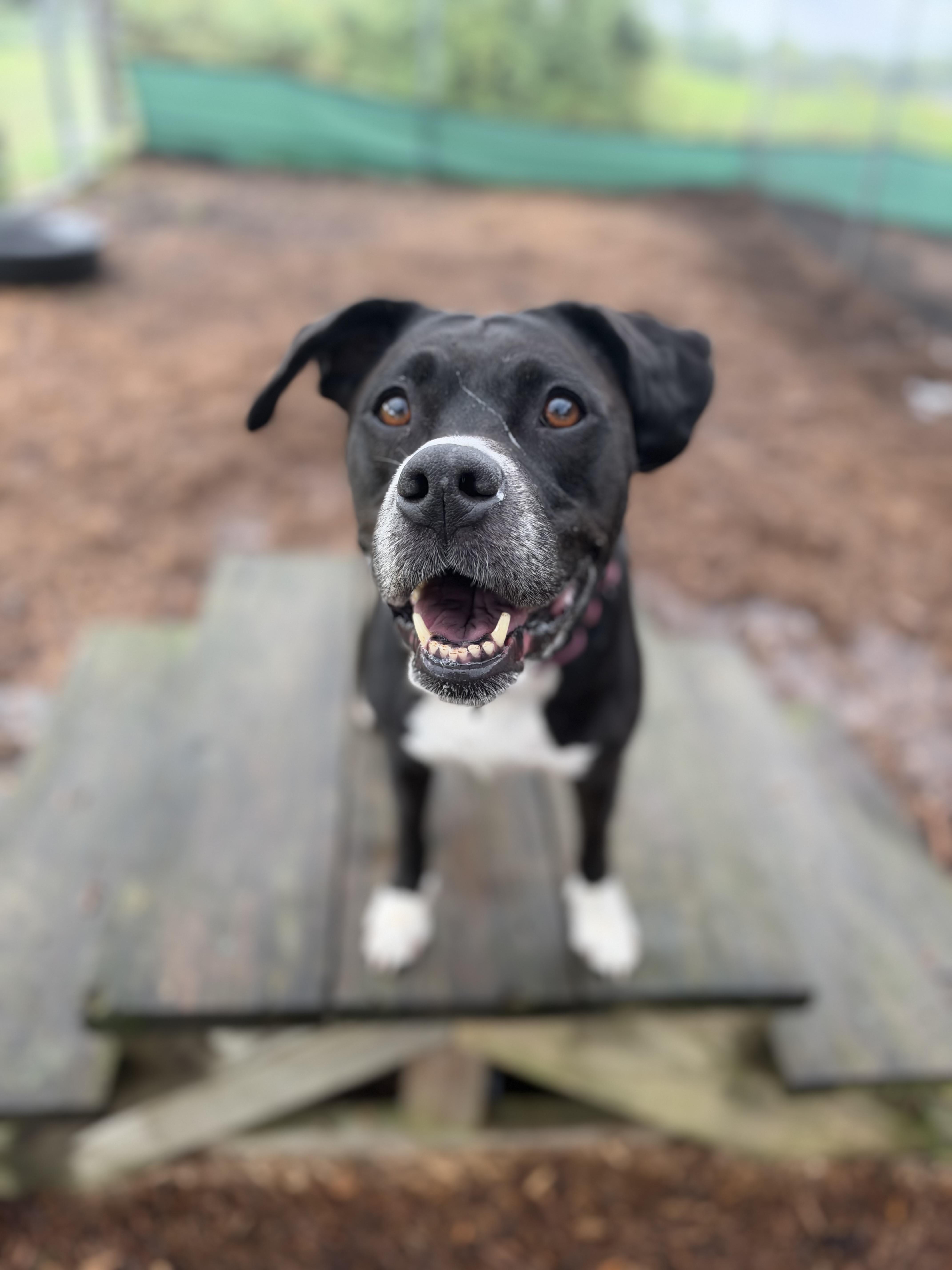 Enlarge Bella, a Adoptable mixed breed in Dillsburg, PA image 4/4