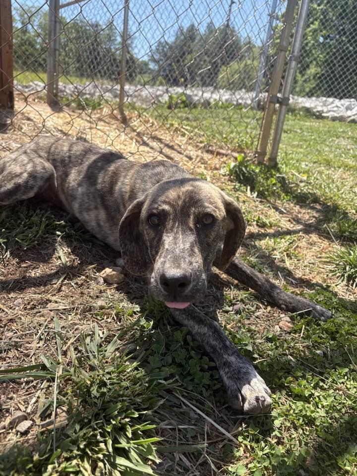 Enlarge Stacy, a ADOPTABLE mixed breed in Munfordville, KY image 1/2