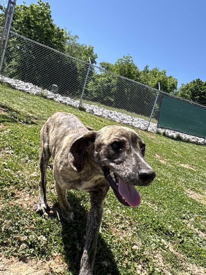 Enlarge Stacy, a ADOPTABLE mixed breed in Munfordville, KY image 2/2