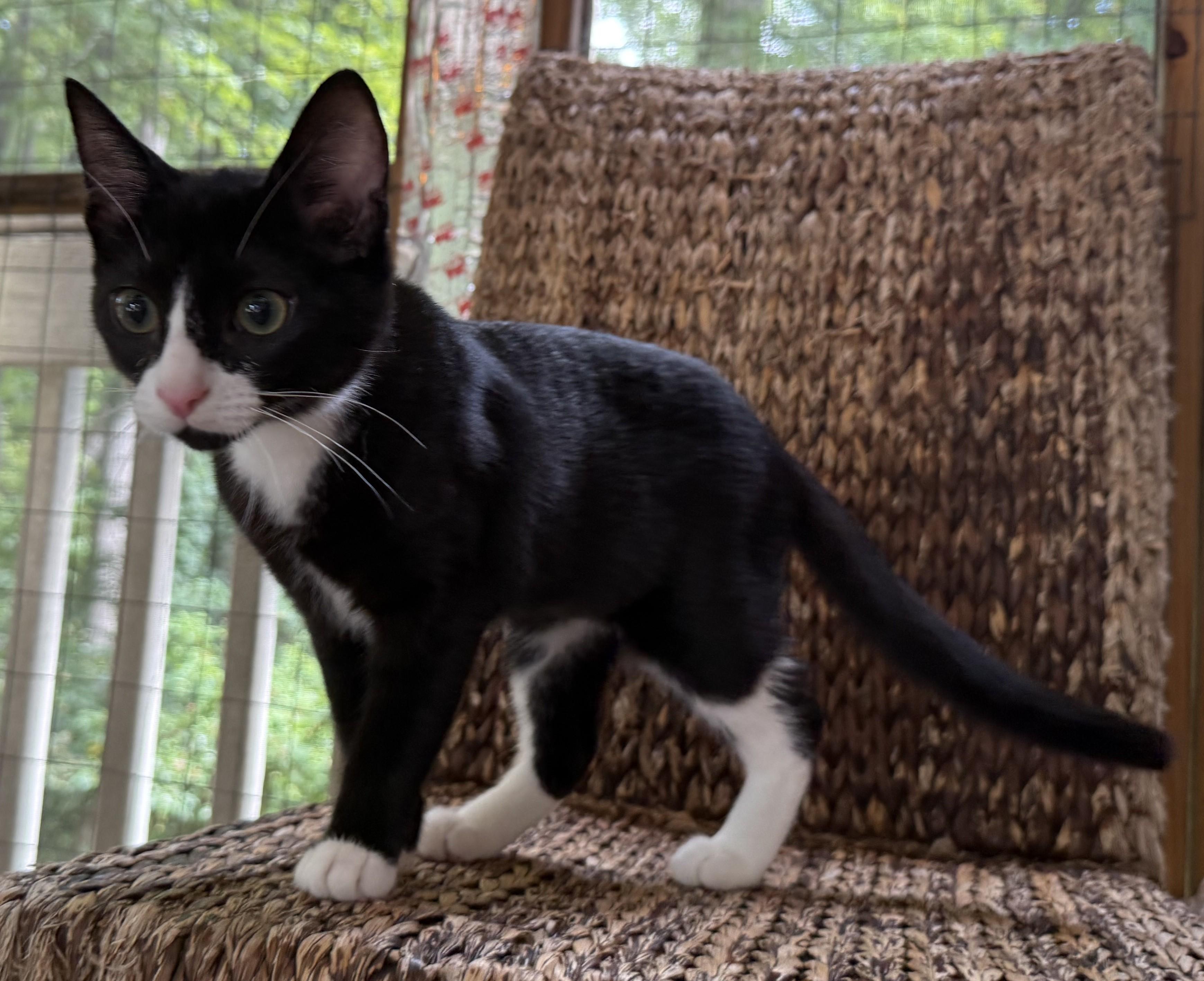 ENYA, adopted, Kitten Female Domestic Short Hair.