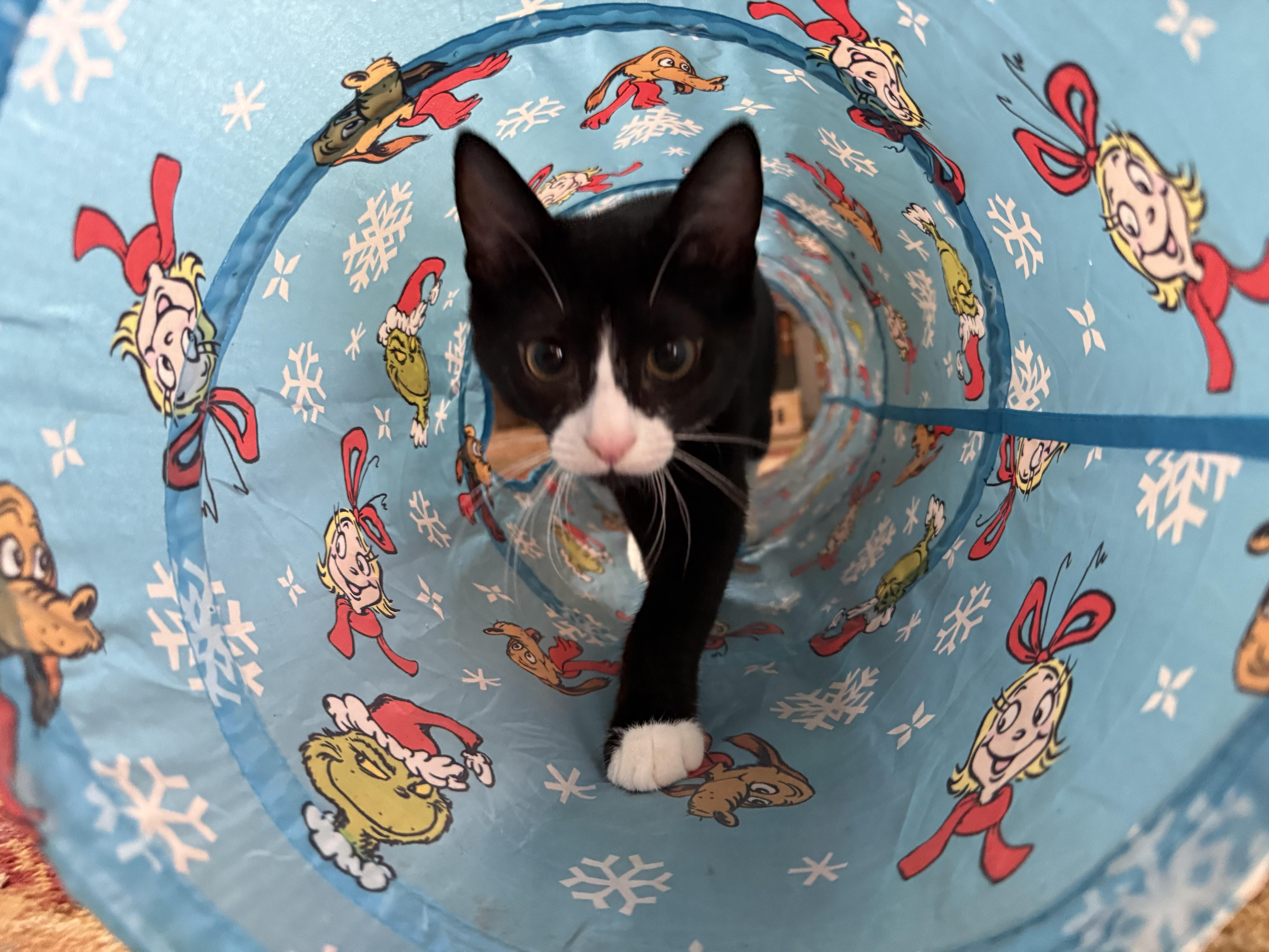 ENYA, an adopted Domestic Short Hair in Spotsylvania, VA image 2/2