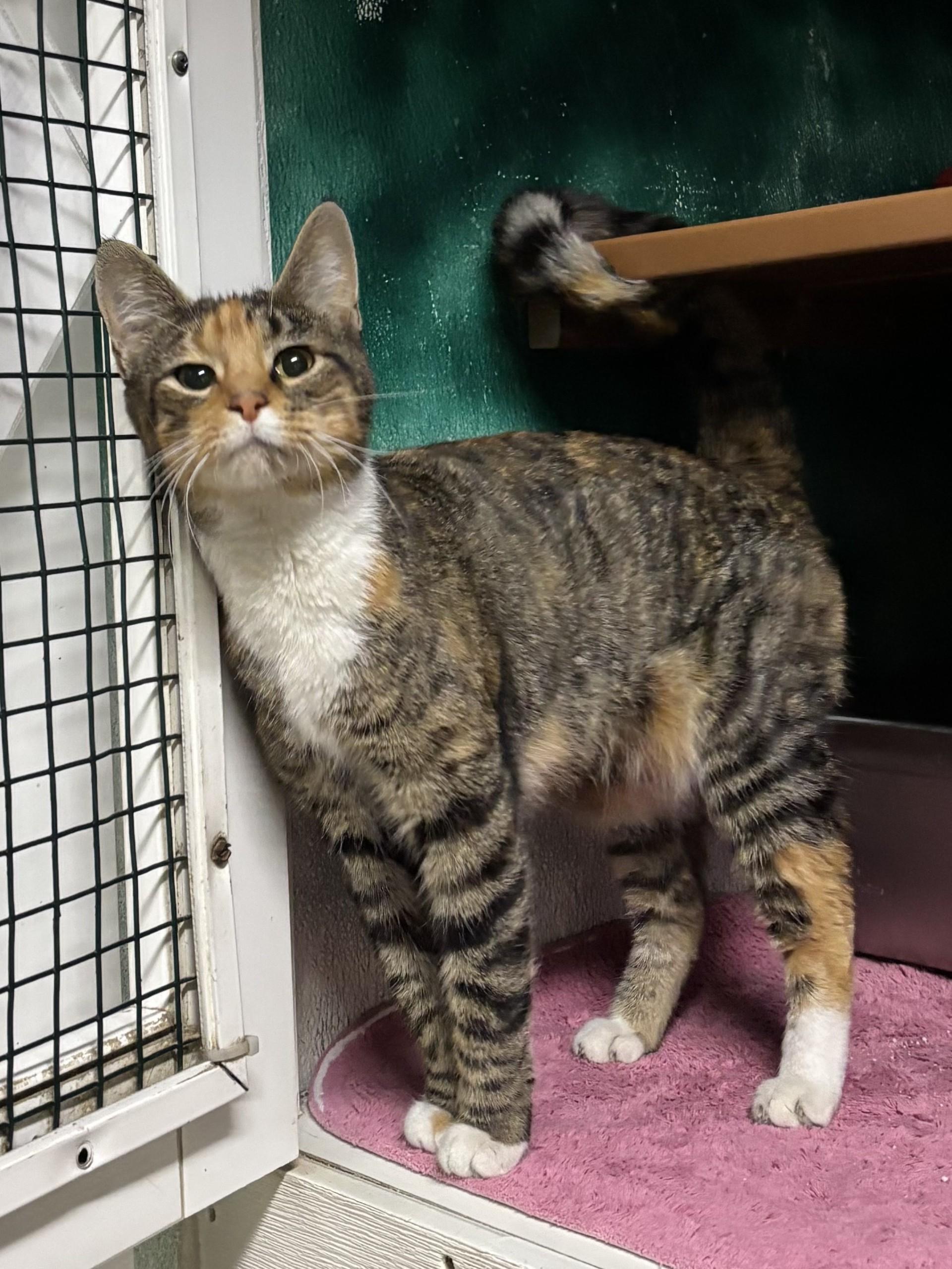 Kayla, ADOPTABLE, Adult Female Domestic Short Hair.