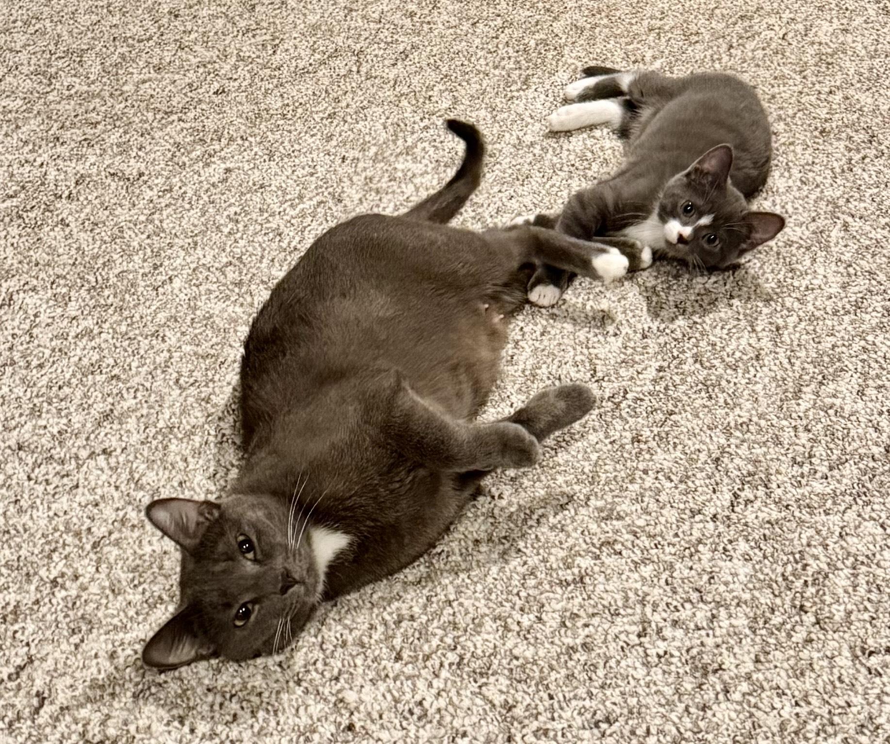 Holly and her Kittens , a ADOPTABLE Domestic Short Hair in Fairfax, VA image 2/6