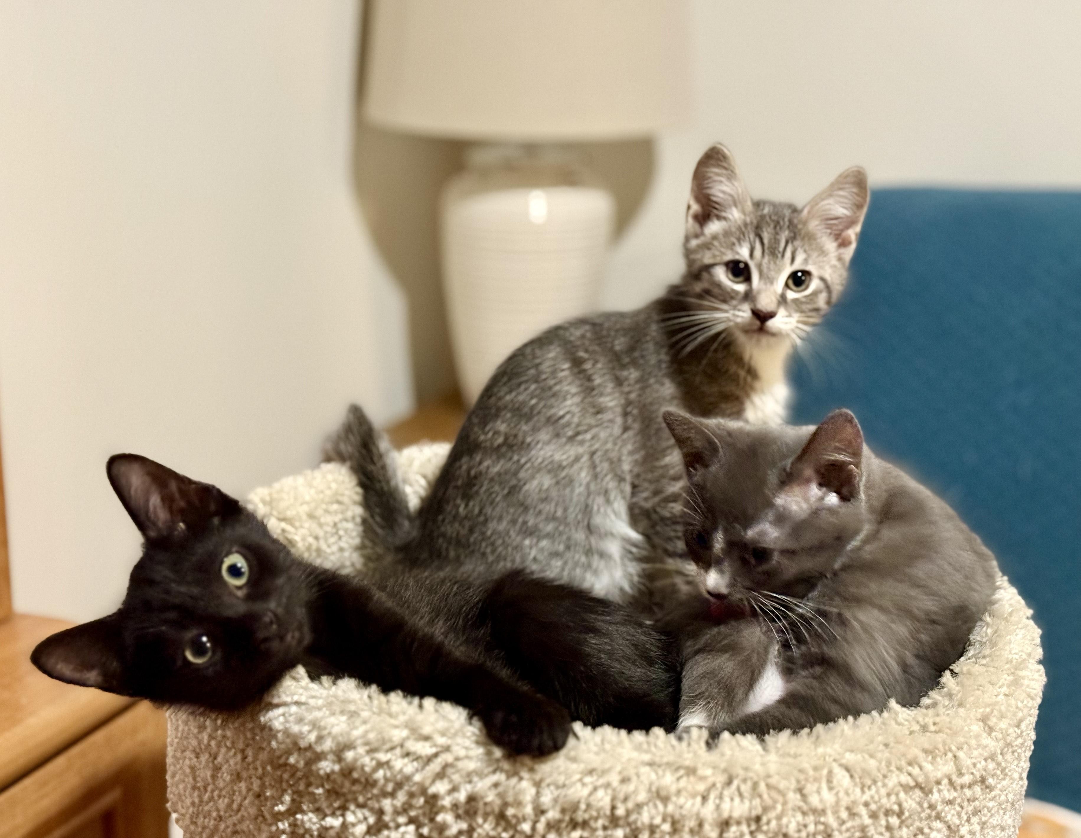 Holly and her Kittens , a ADOPTABLE Domestic Short Hair in Fairfax, VA image 1/6