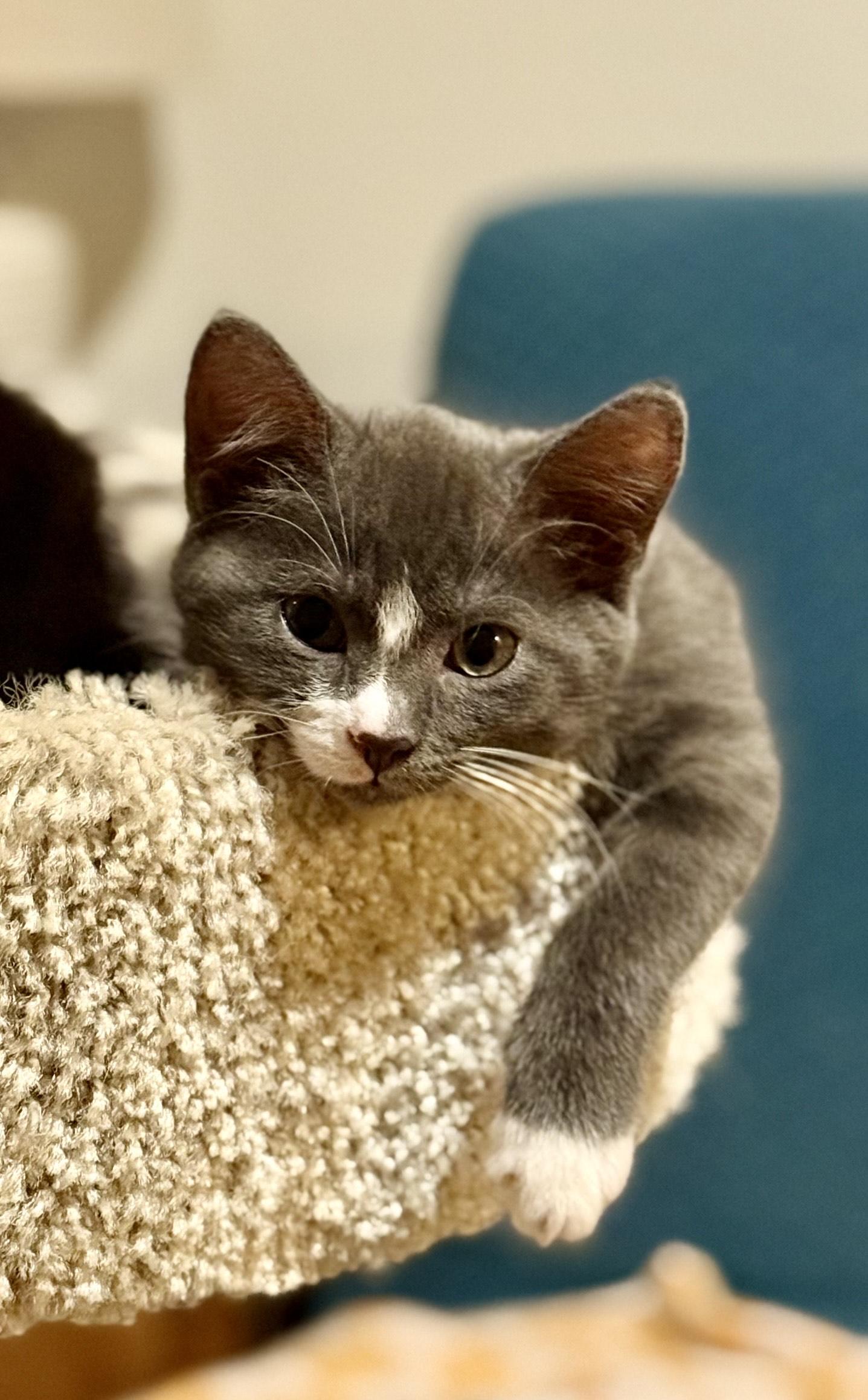 Holly and her Kittens , a ADOPTABLE Domestic Short Hair in Fairfax, VA image 5/6