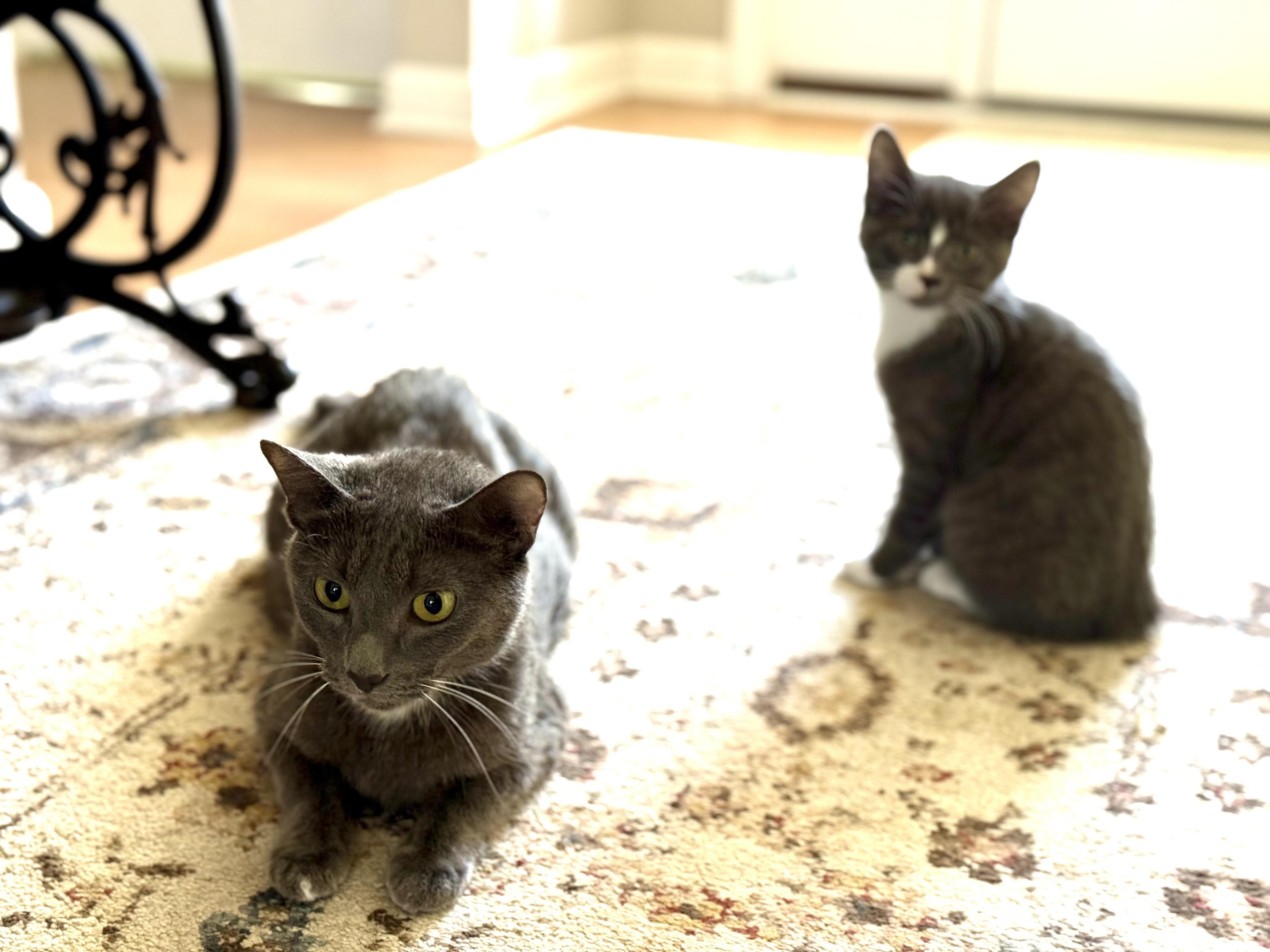 Enlarge Holly (F) and Harper (F), a ADOPTABLE Domestic Short Hair in Fairfax, VA image 2/5