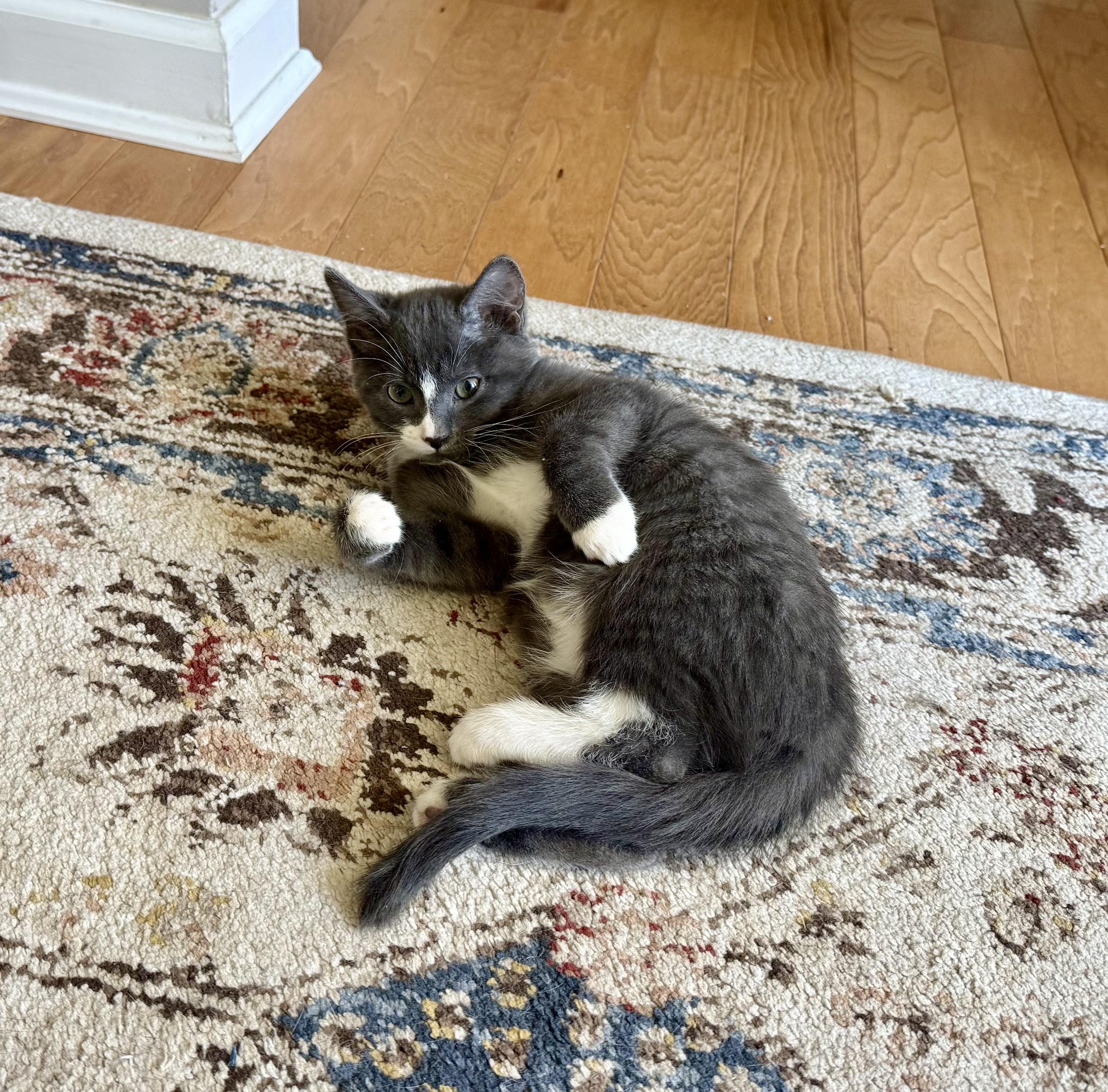 Enlarge Holly (F) and Harper (F), a ADOPTABLE Domestic Short Hair in Fairfax, VA image 3/5