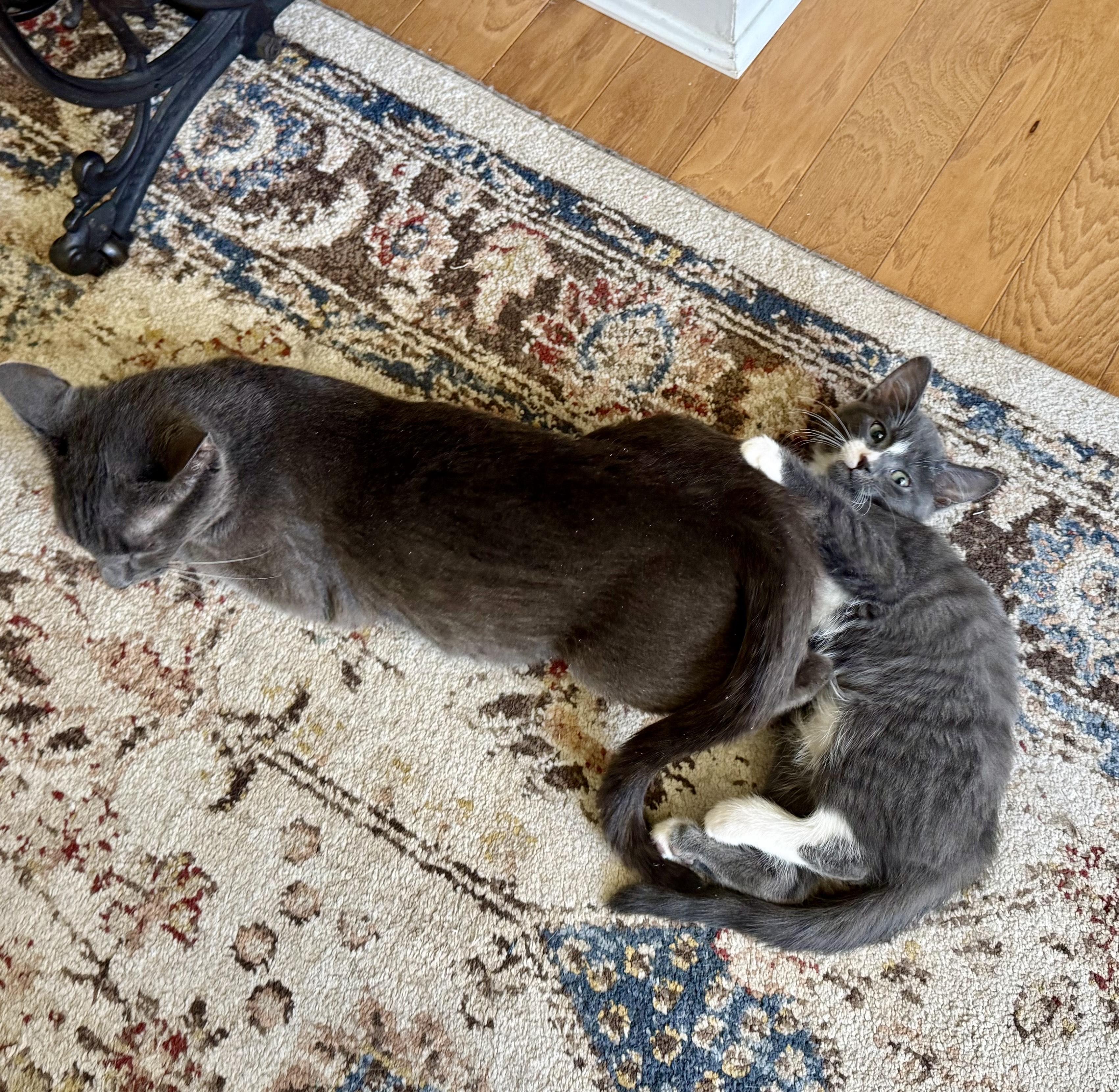 Enlarge Holly (F) and Harper (F), a ADOPTABLE Domestic Short Hair in Fairfax, VA image 4/5