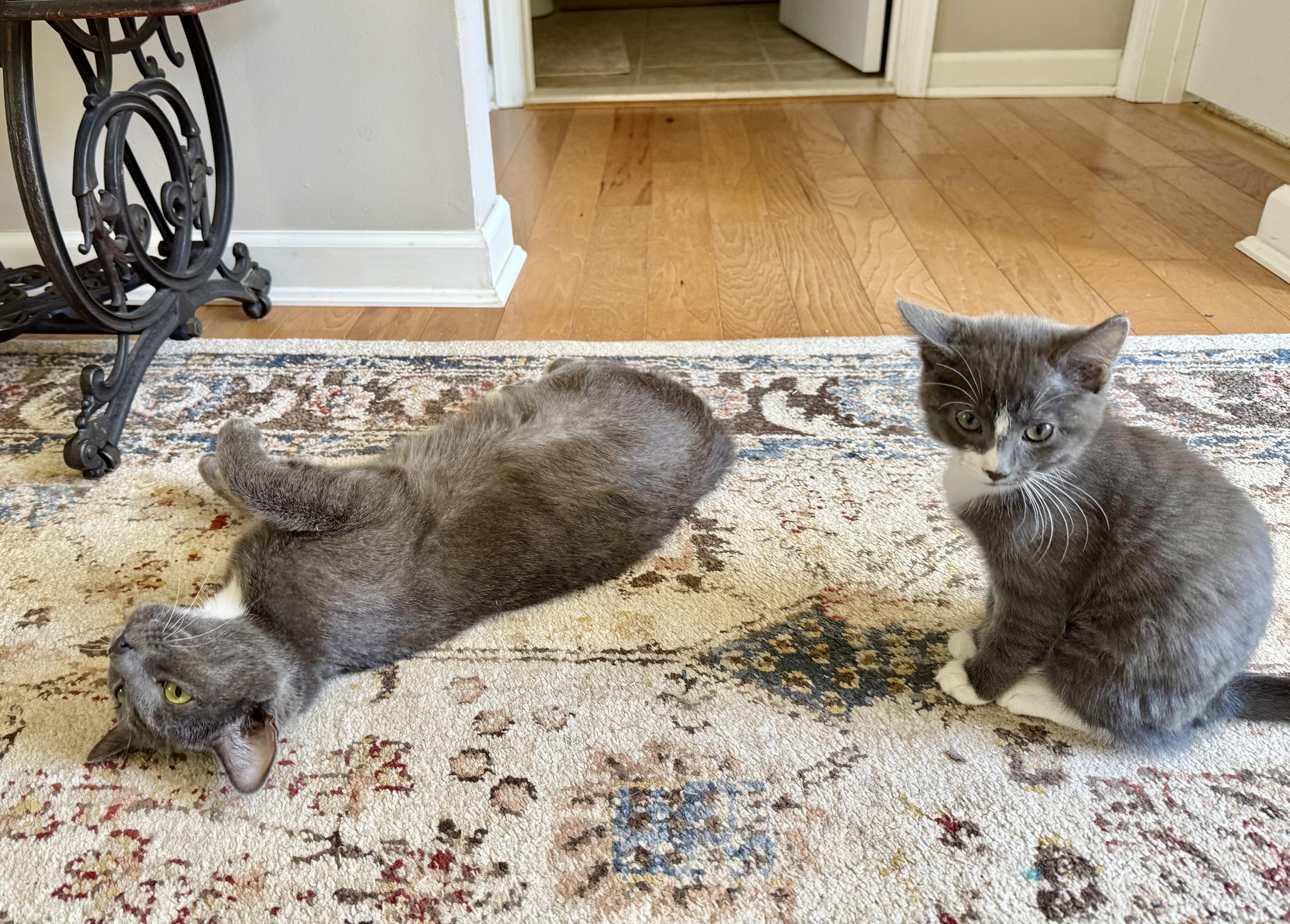 Holly (F) and Harper (F), ADOPTABLE, Young Female Domestic Short Hair.