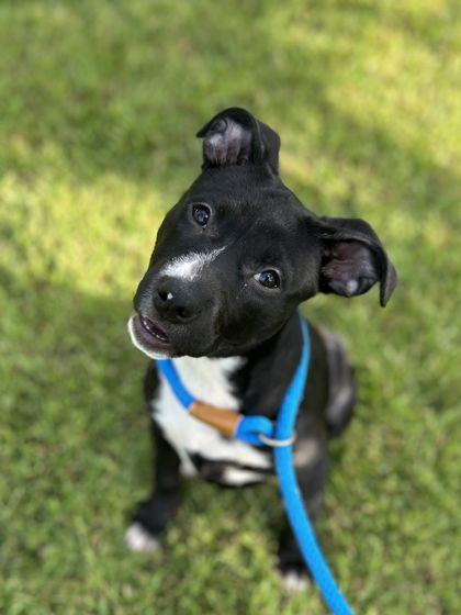Enlarge CeCe, a Adoptable mixed breed in Shawano, WI image 1/2