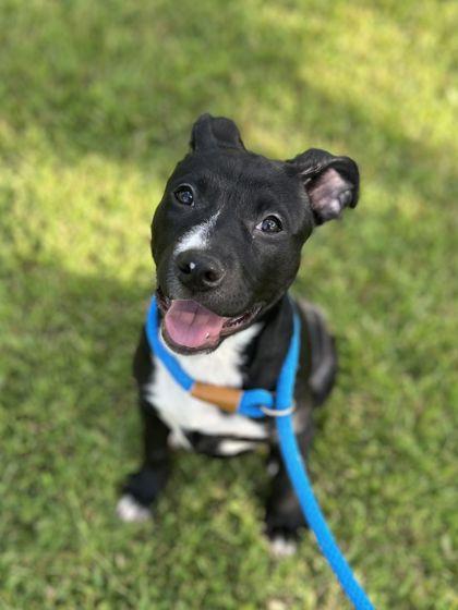 Enlarge CeCe, a Adoptable mixed breed in Shawano, WI image 2/2