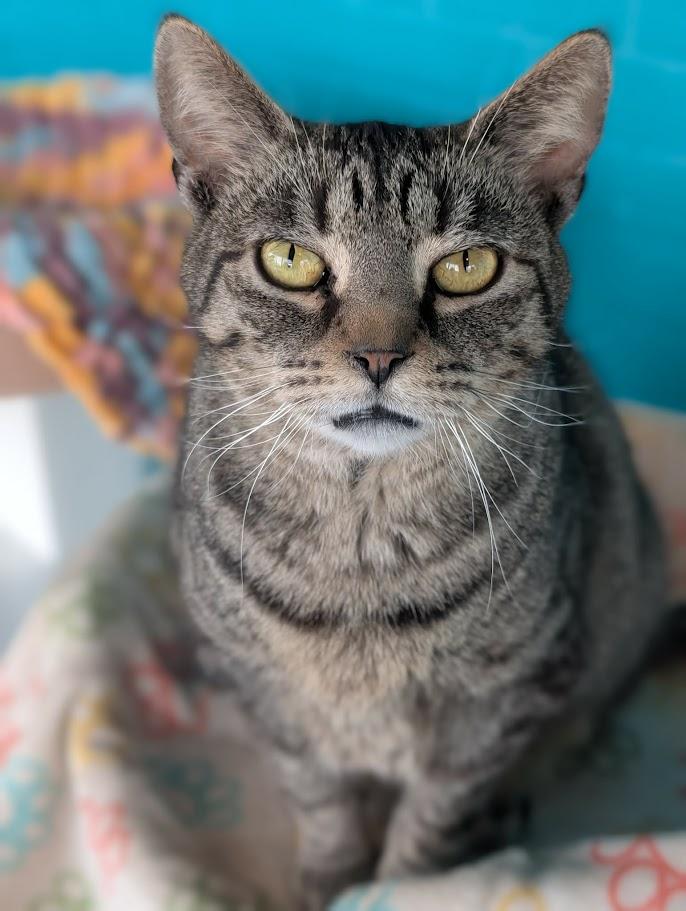 Alexis, Adoptable, Adult Female Domestic Short Hair.