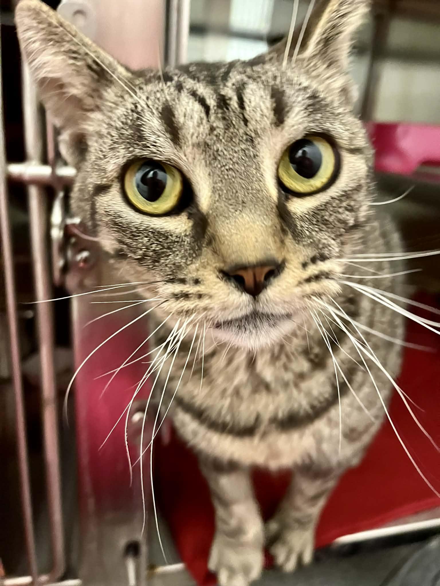 Alexis, Adoptable, Adult Female Domestic Short Hair.