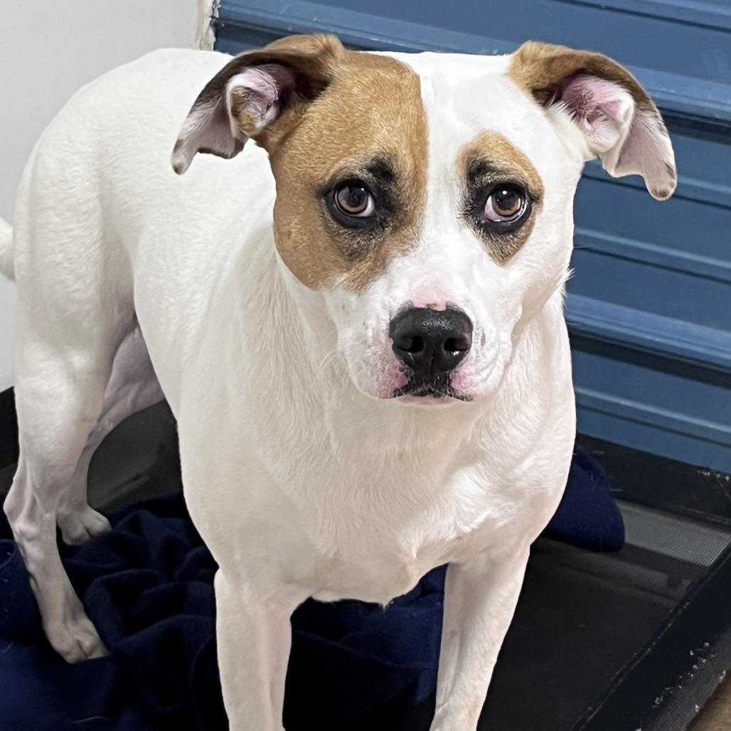 Bolt, Adoptable, Adult Male Terrier & Mixed Breed.