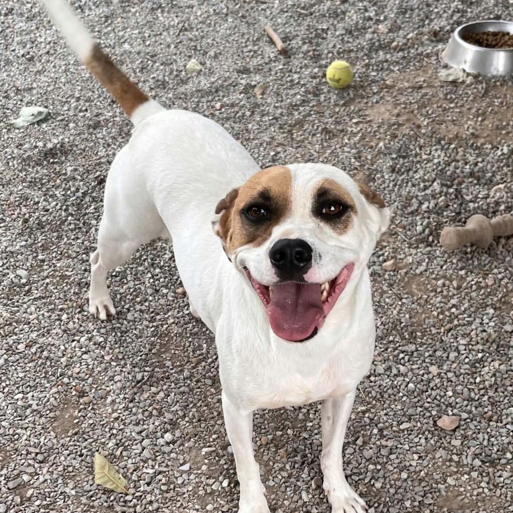 Enlarge Bolt, a Adoptable mixed breed in Washburn, MO image 2/3