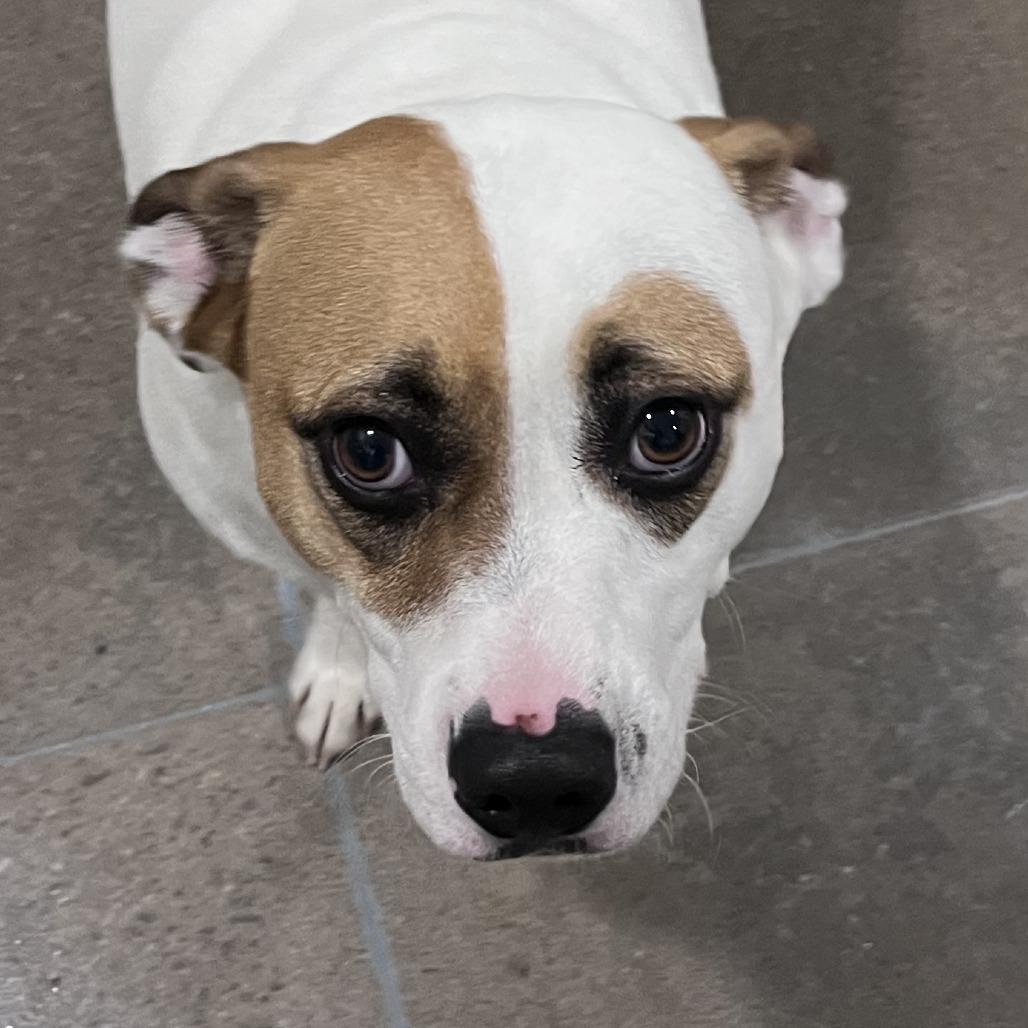 Enlarge Bolt, a Adoptable mixed breed in Washburn, MO image 3/3