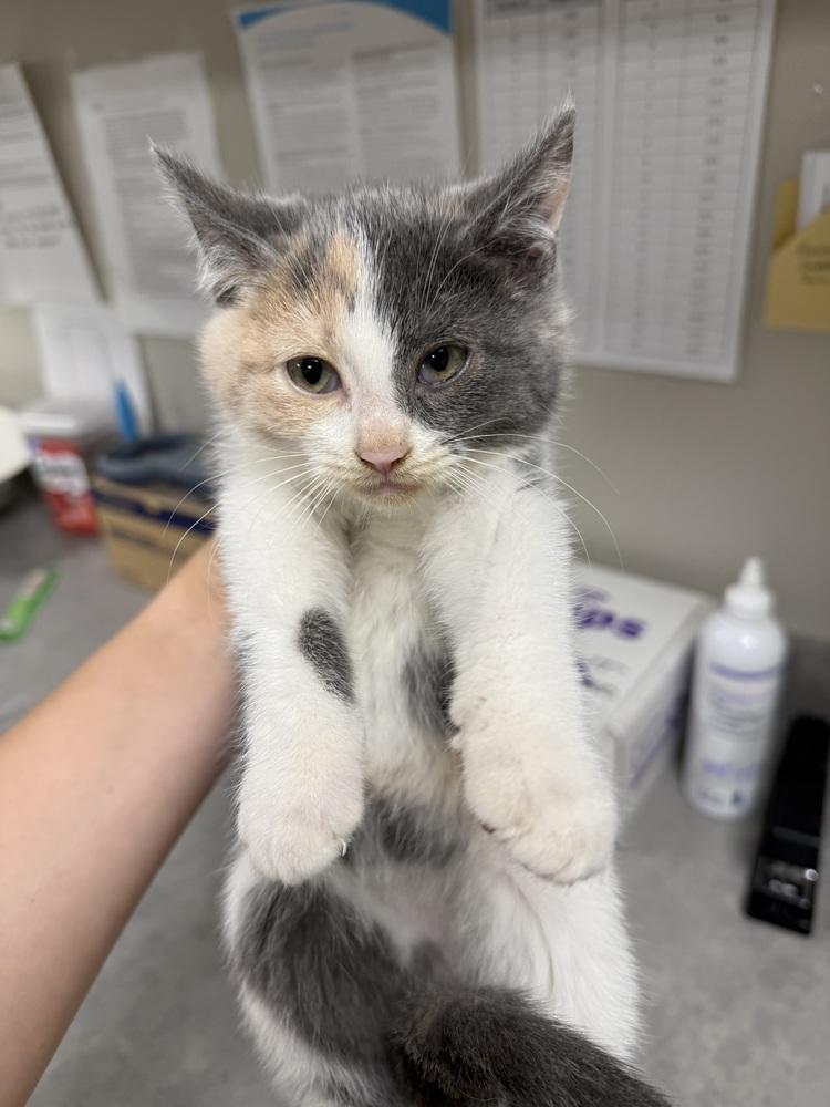 Amber, Adoptable, Kitten Female Domestic Short Hair.