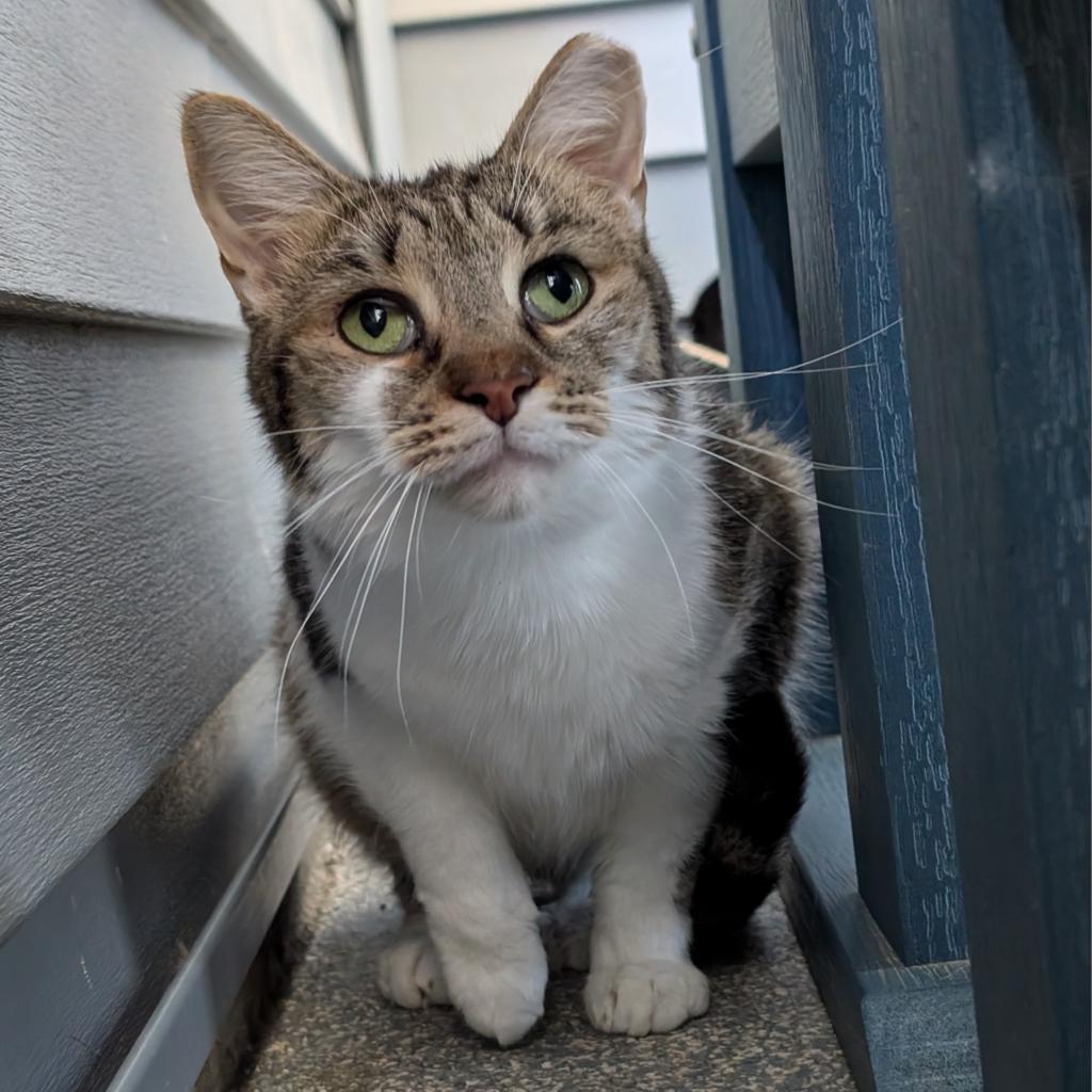 Iduna, Adoptable, Young Female Domestic Short Hair.