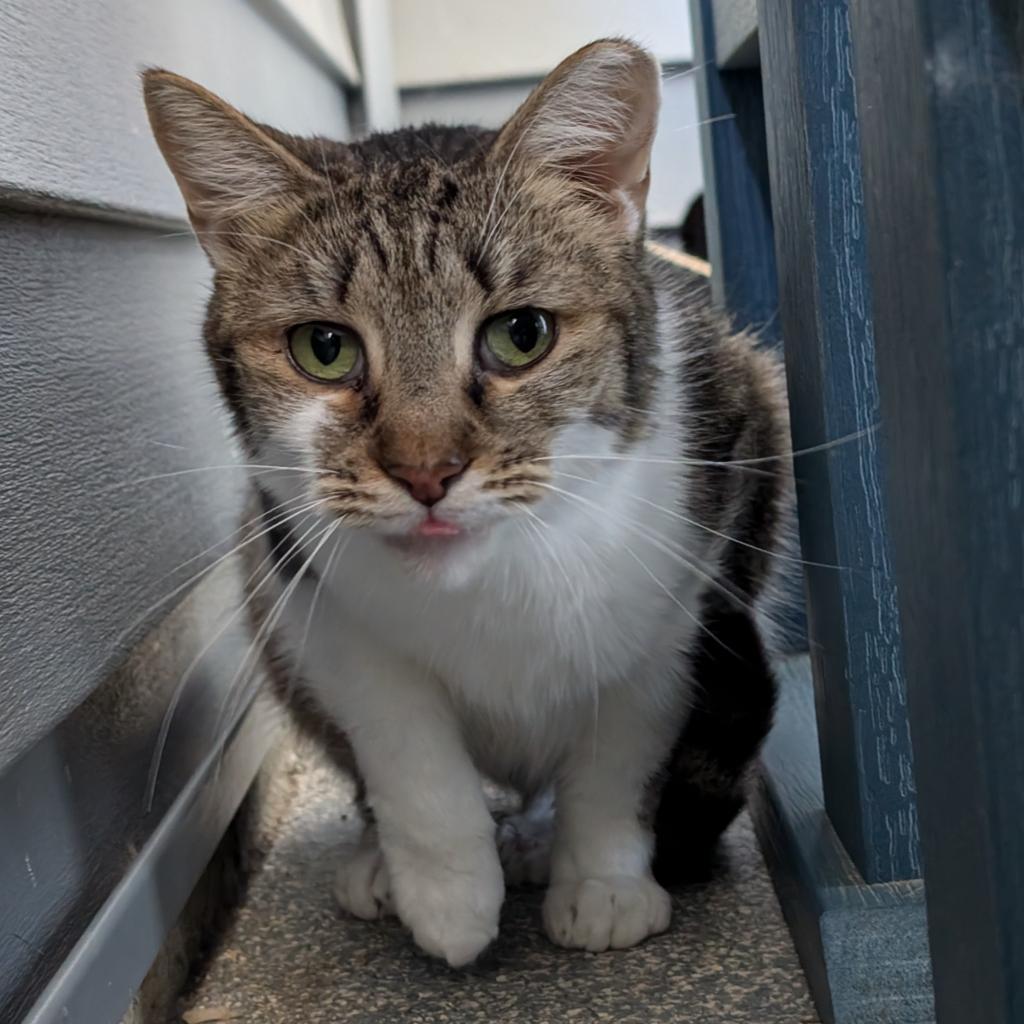 Enlarge Iduna, a Adoptable Domestic Short Hair in New Castle, DE image 2/2