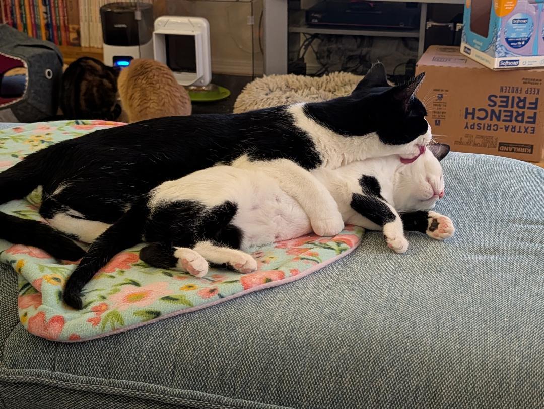 Minka & Marta, ADOPTABLE, Young Female Domestic Short Hair.