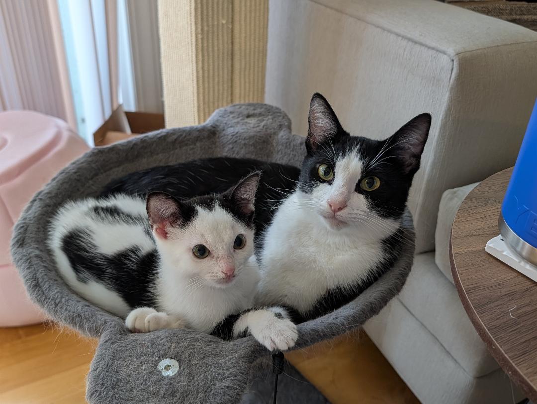 Minka & Marta, ADOPTABLE, Young Female Domestic Short Hair.