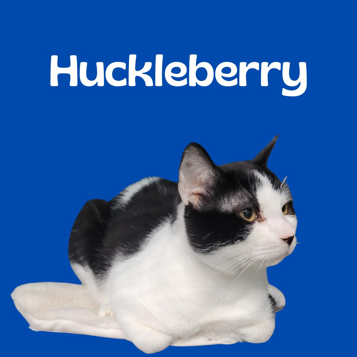Huckleberry, Adoptable, Adult Male Tuxedo.