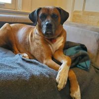 Enlarge Zeus, a Adoptable Boxer in Davis, CA image 8/11