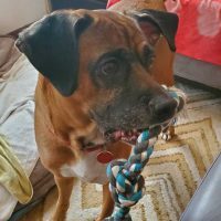 Enlarge Zeus, a Adoptable Boxer in Davis, CA image 9/11