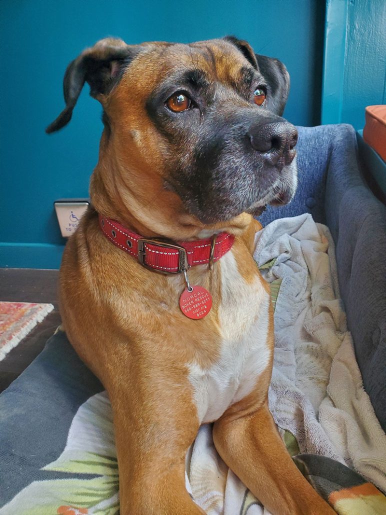 Enlarge Zeus, a Adoptable Boxer in Davis, CA image 10/11