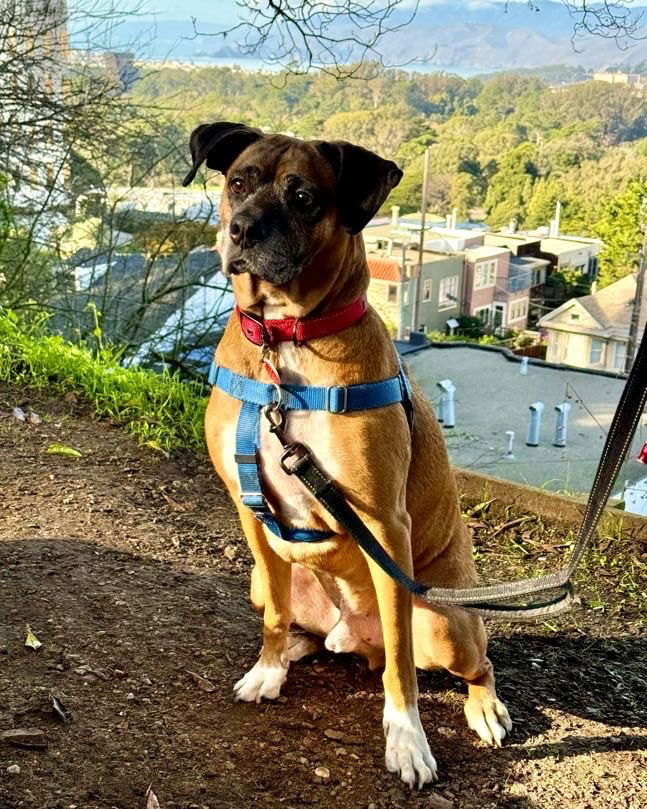 Enlarge Zeus, a Adoptable Boxer in Davis, CA image 1/11