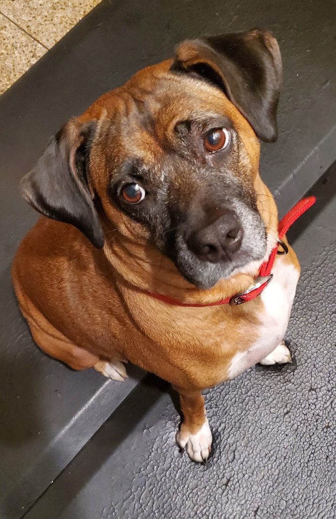 Enlarge Zeus, a Adoptable Boxer in Davis, CA image 11/11