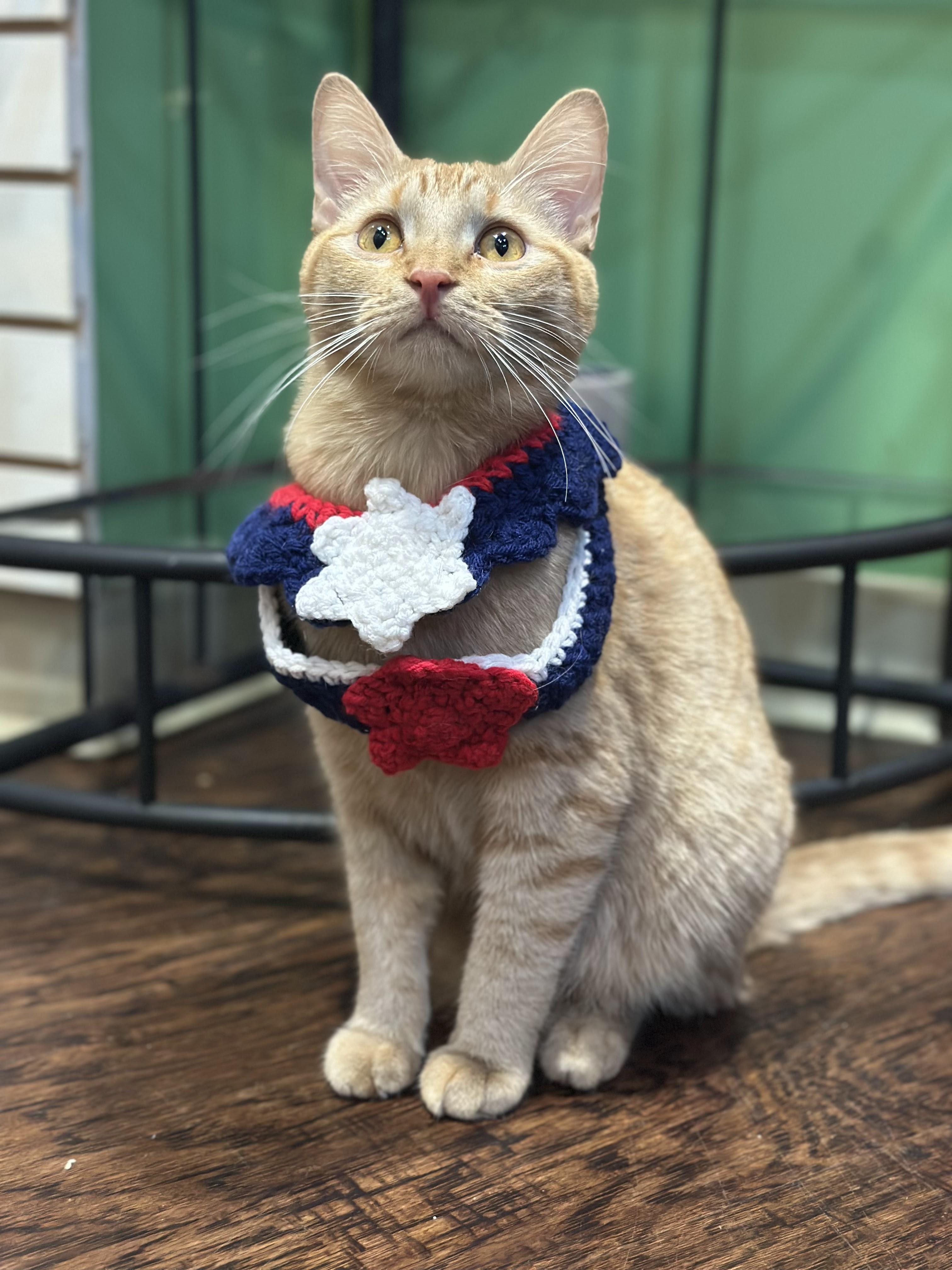 Enlarge Griffin, an adopted Domestic Short Hair in The Colony, TX image 1/1