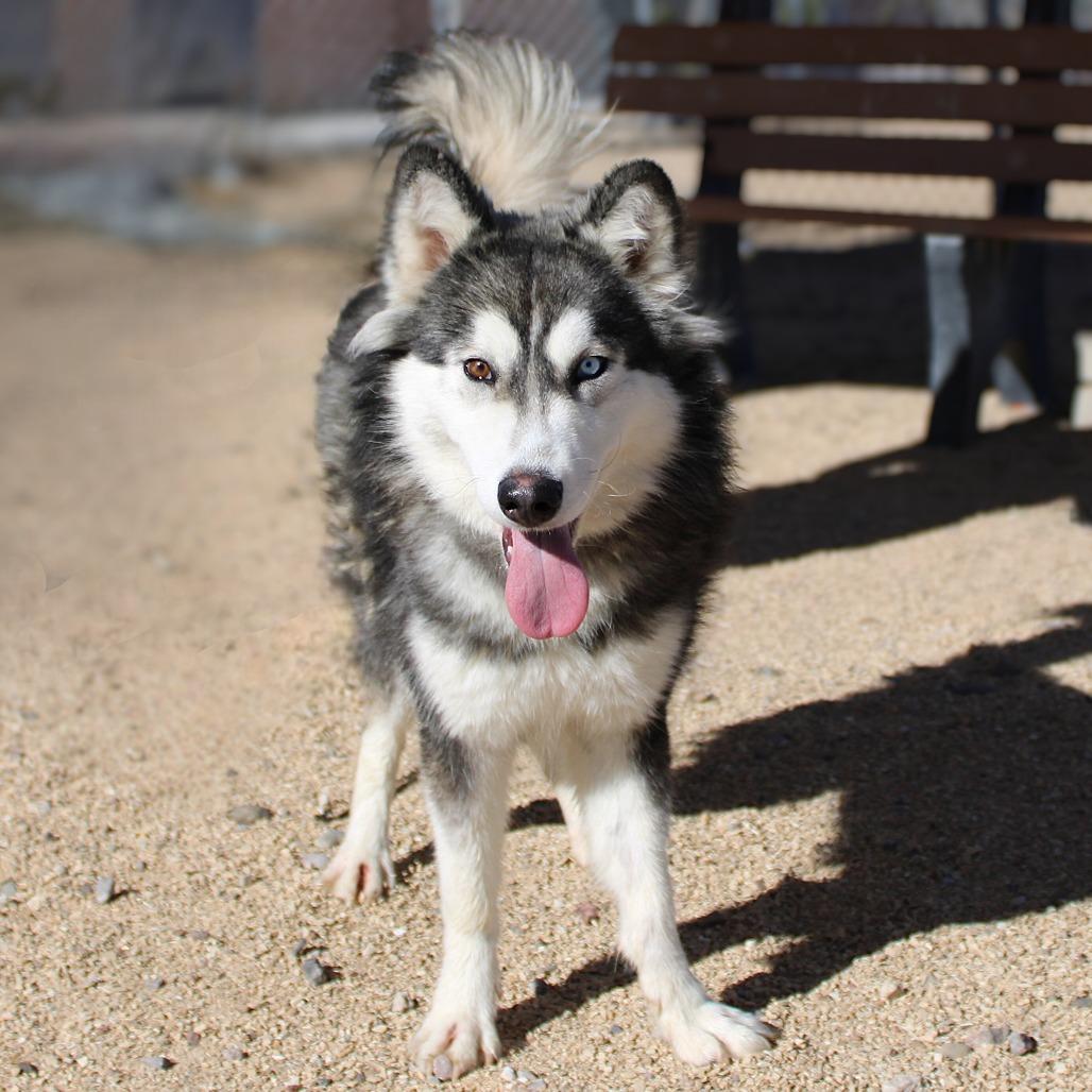 Alice, Adoptable, Young Female Mixed Breed.